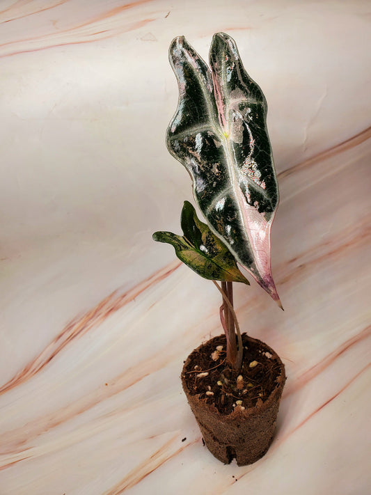 Alocasia Sanderiana Pink Nobilis Variegated | US Seller