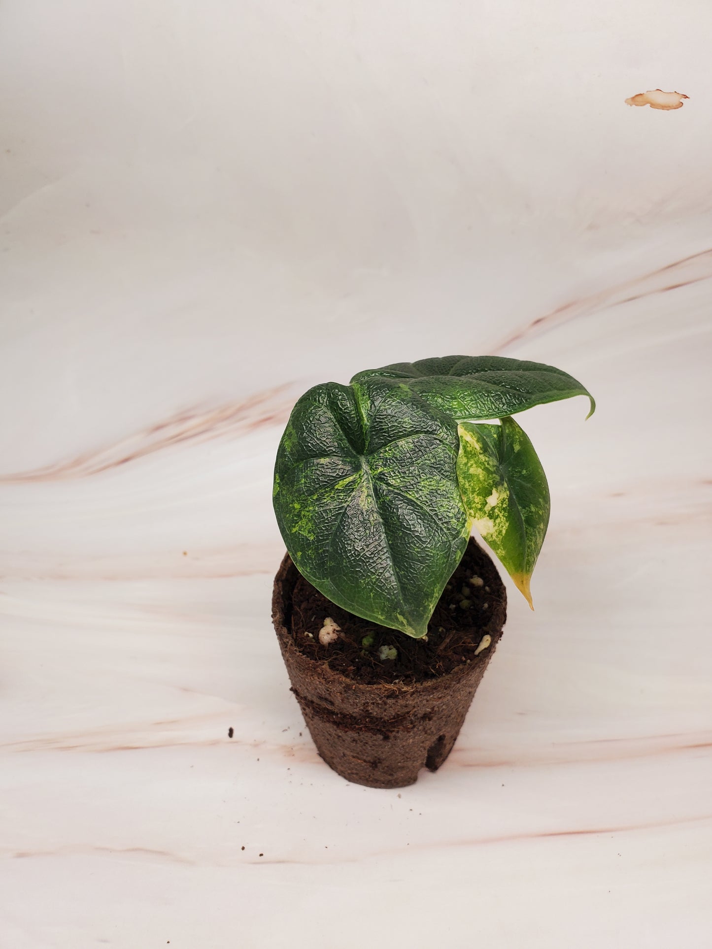 Alocasia Melo Aurea Variegated | US Seller