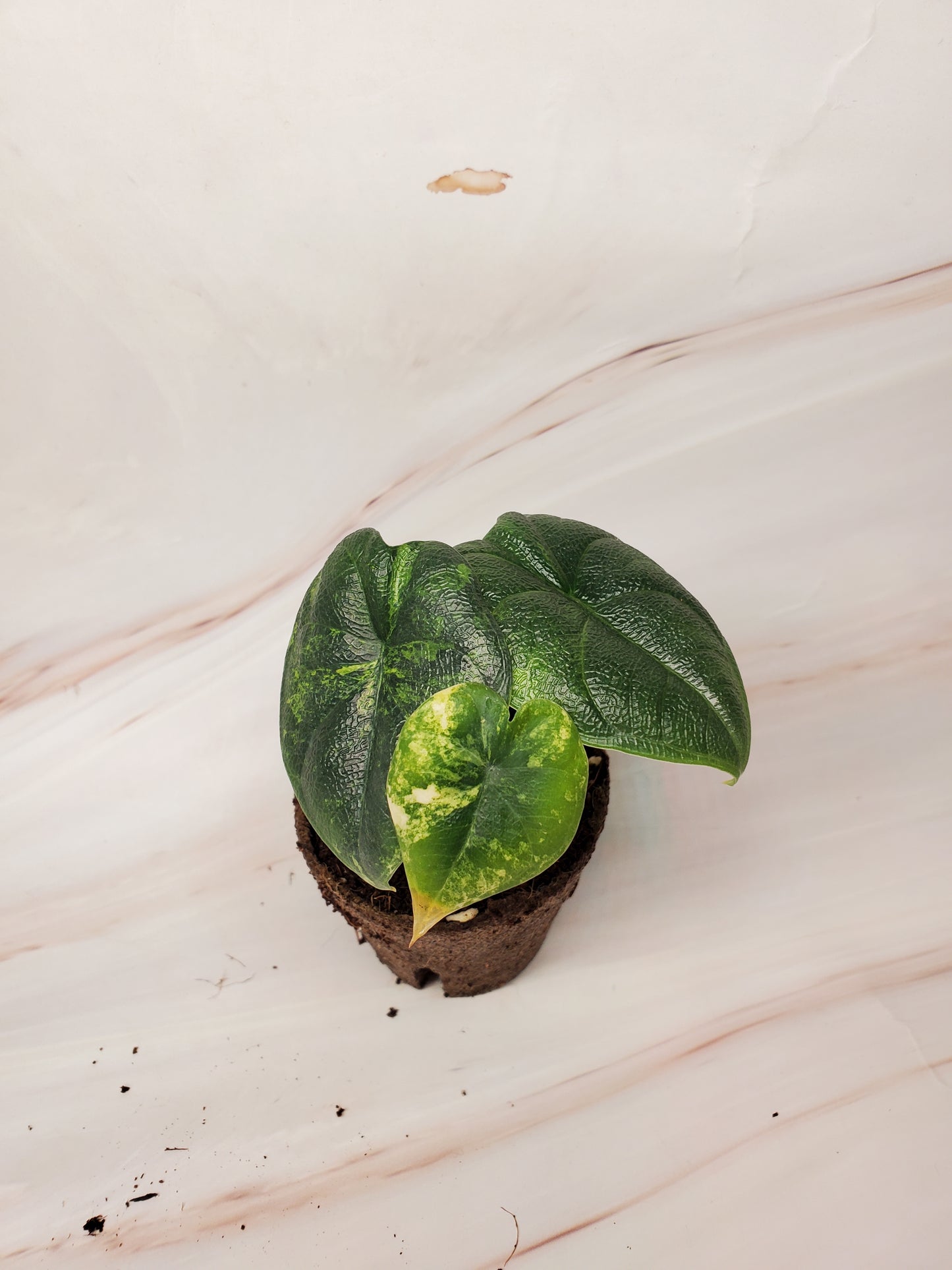 Alocasia Melo Aurea Variegated | US Seller