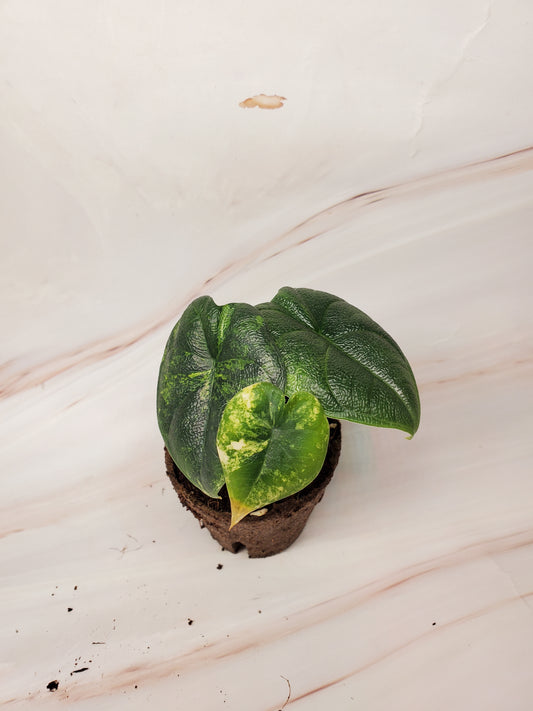 Alocasia Melo Aurea Variegated | US Seller