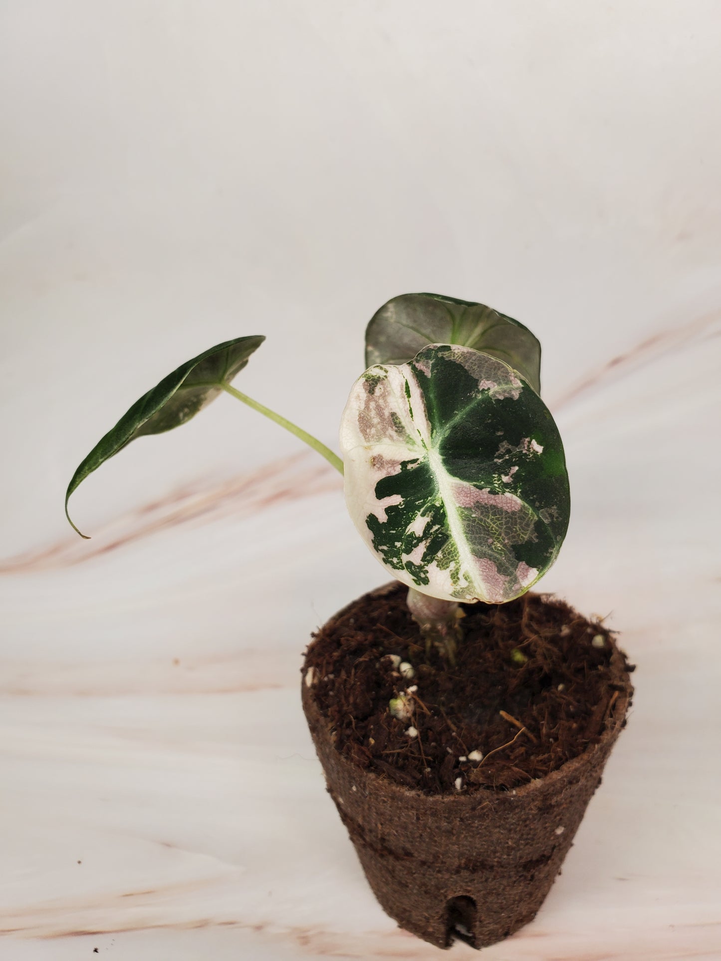 Alocasia Pink Black Velvet Variegated | US Seller