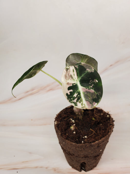Alocasia Pink Black Velvet Variegated | US Seller