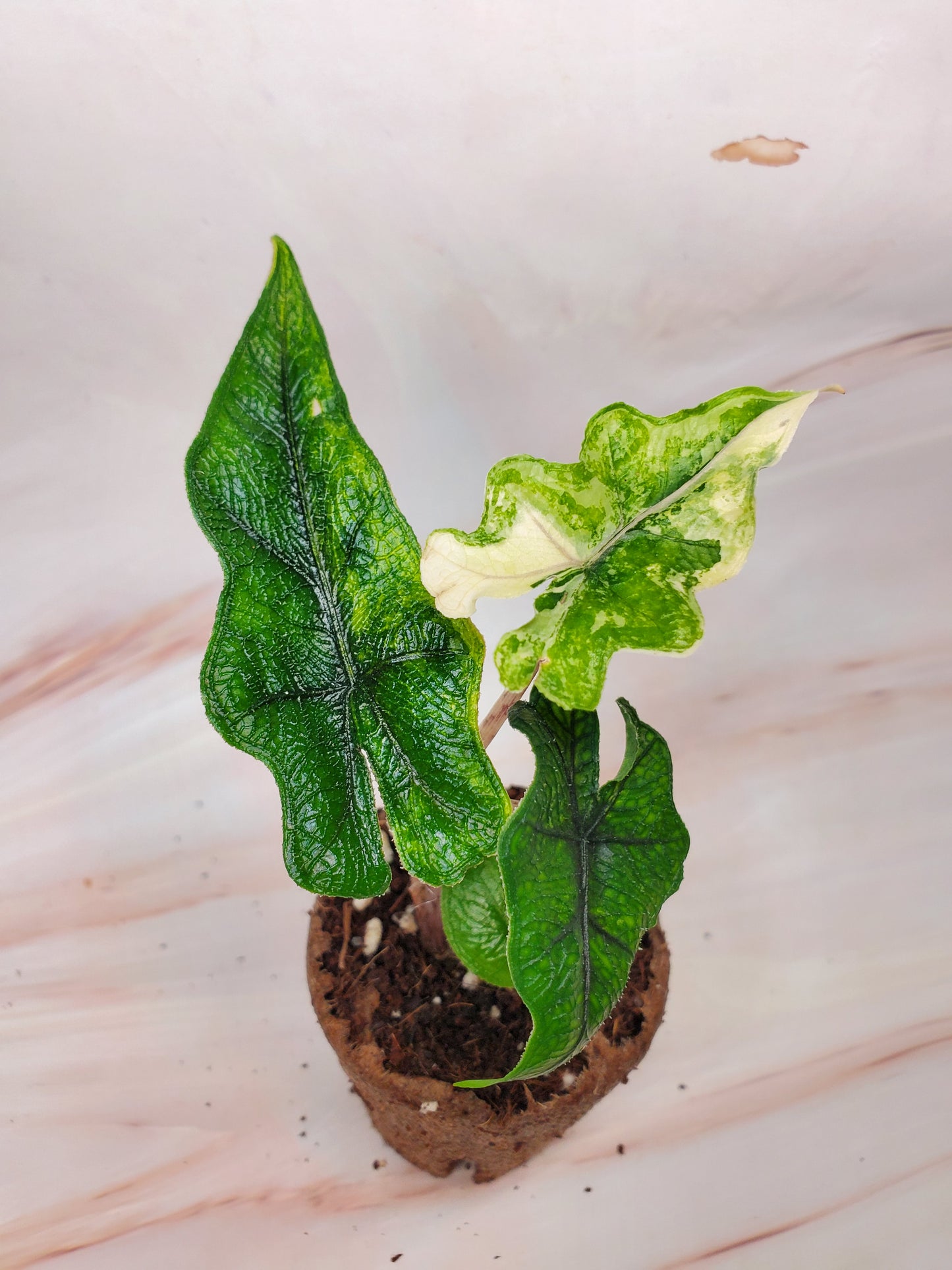 Alocasia Jacklyn Aurea Variegated | US Seller