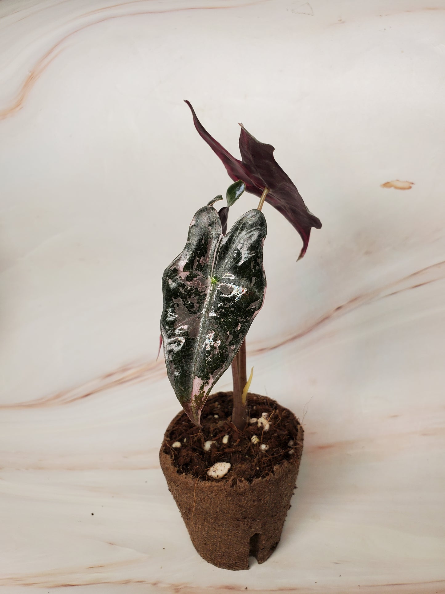Alocasia Sanderiana Pink Nobilis Variegated | US Seller