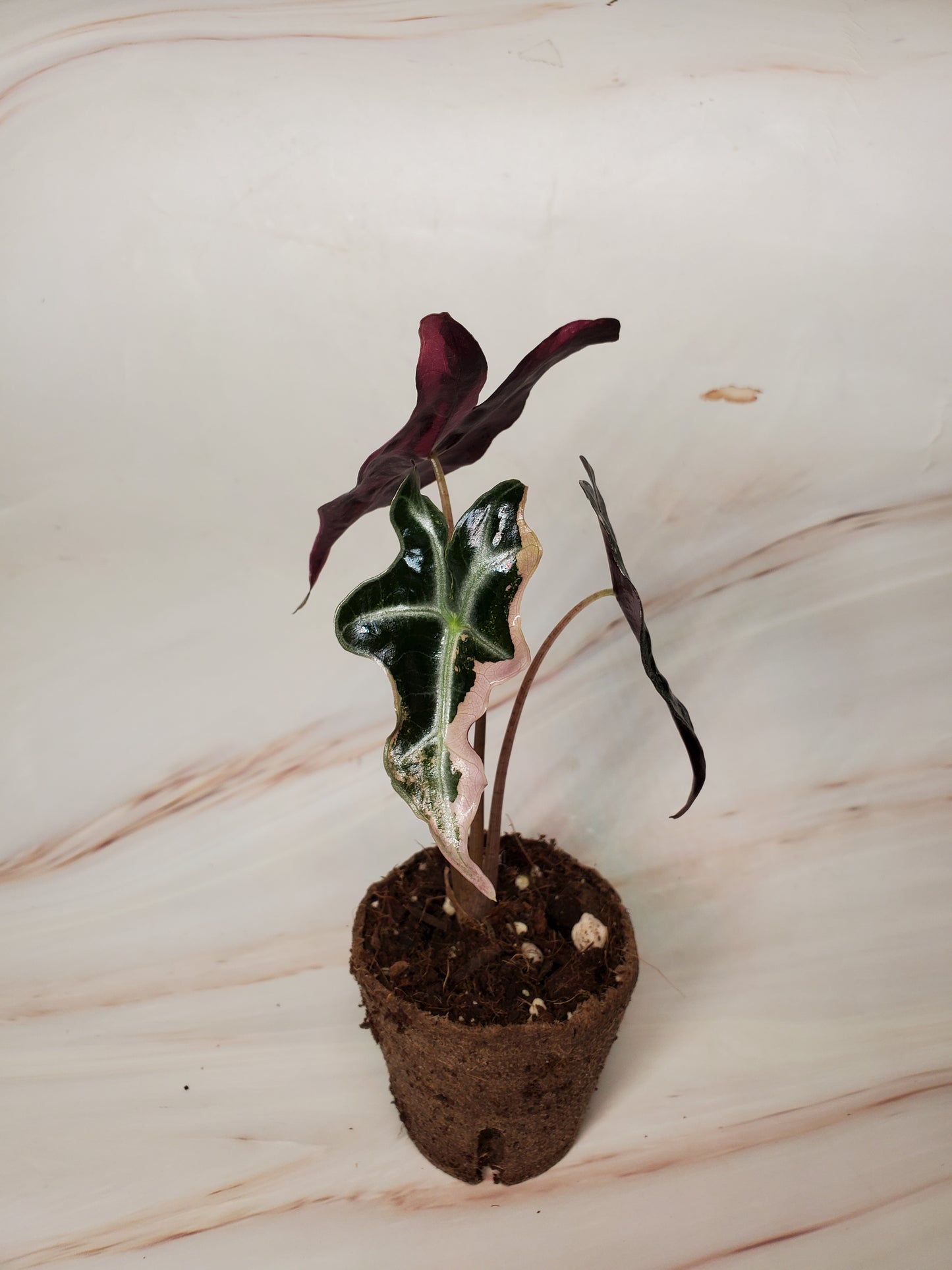 Alocasia Sanderiana Pink Nobilis Variegated | US Seller