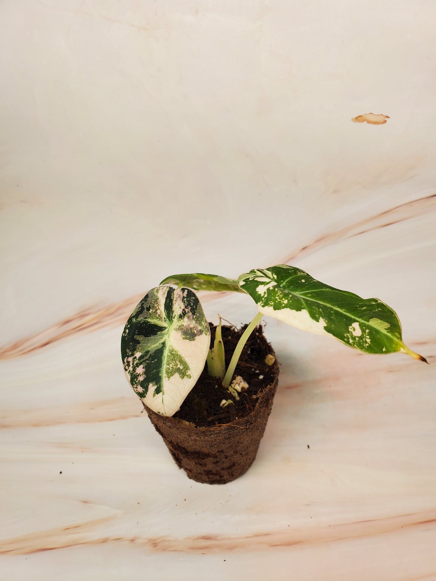 Alocasia Pink Black Velvet Variegated | US Seller