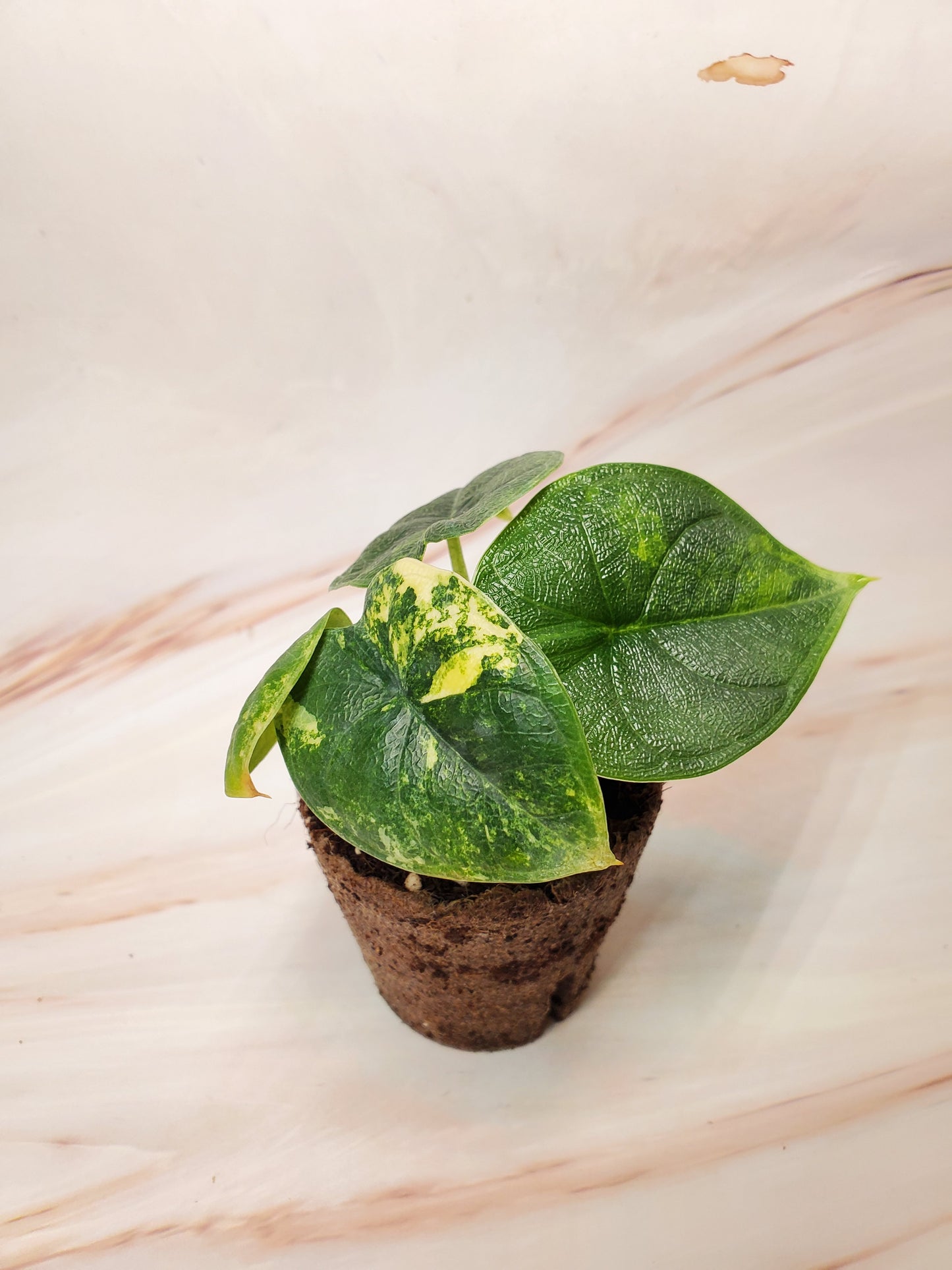 Alocasia Melo Aurea Variegated | US Seller