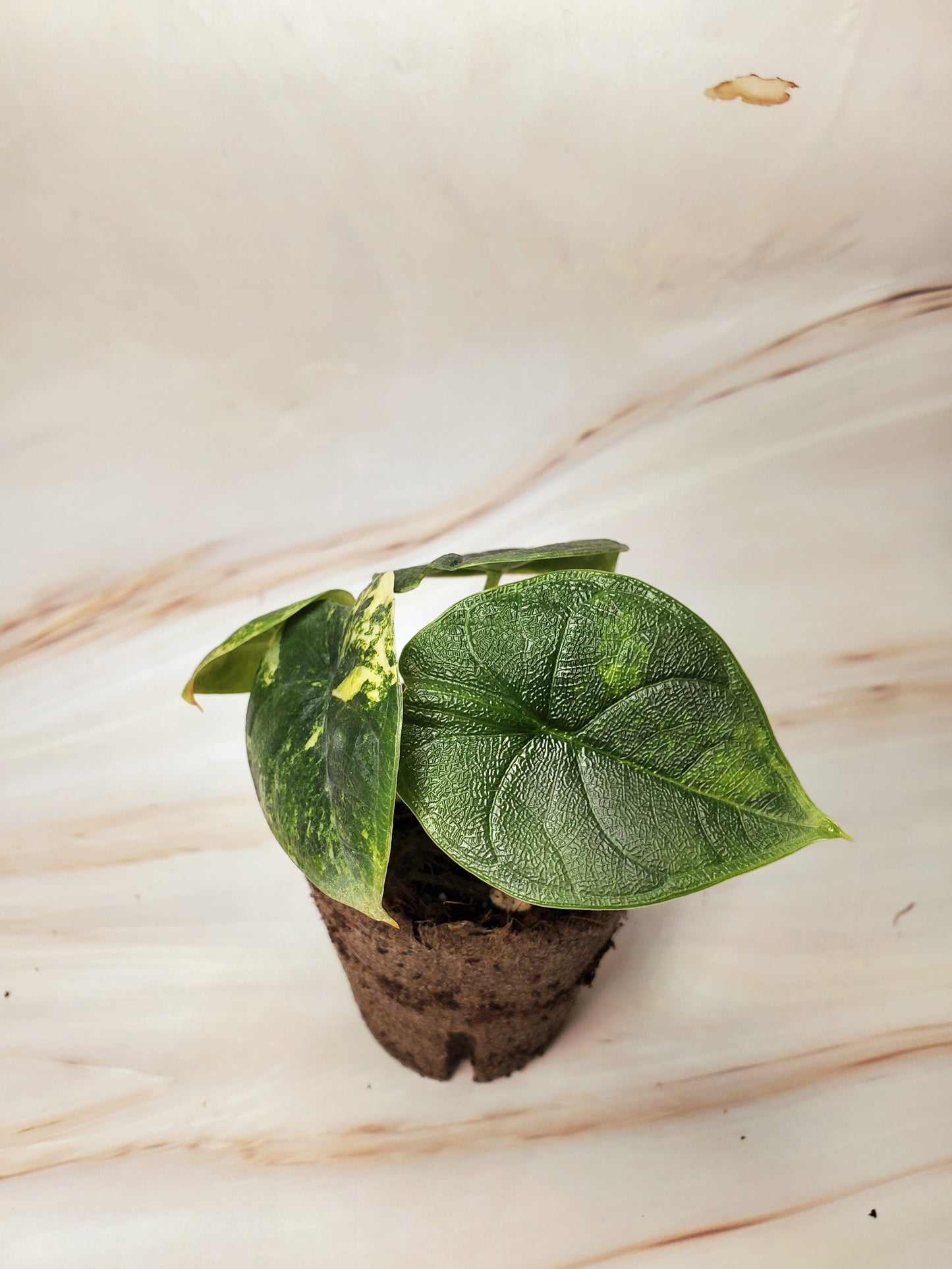 Alocasia Melo Aurea Variegated | US Seller