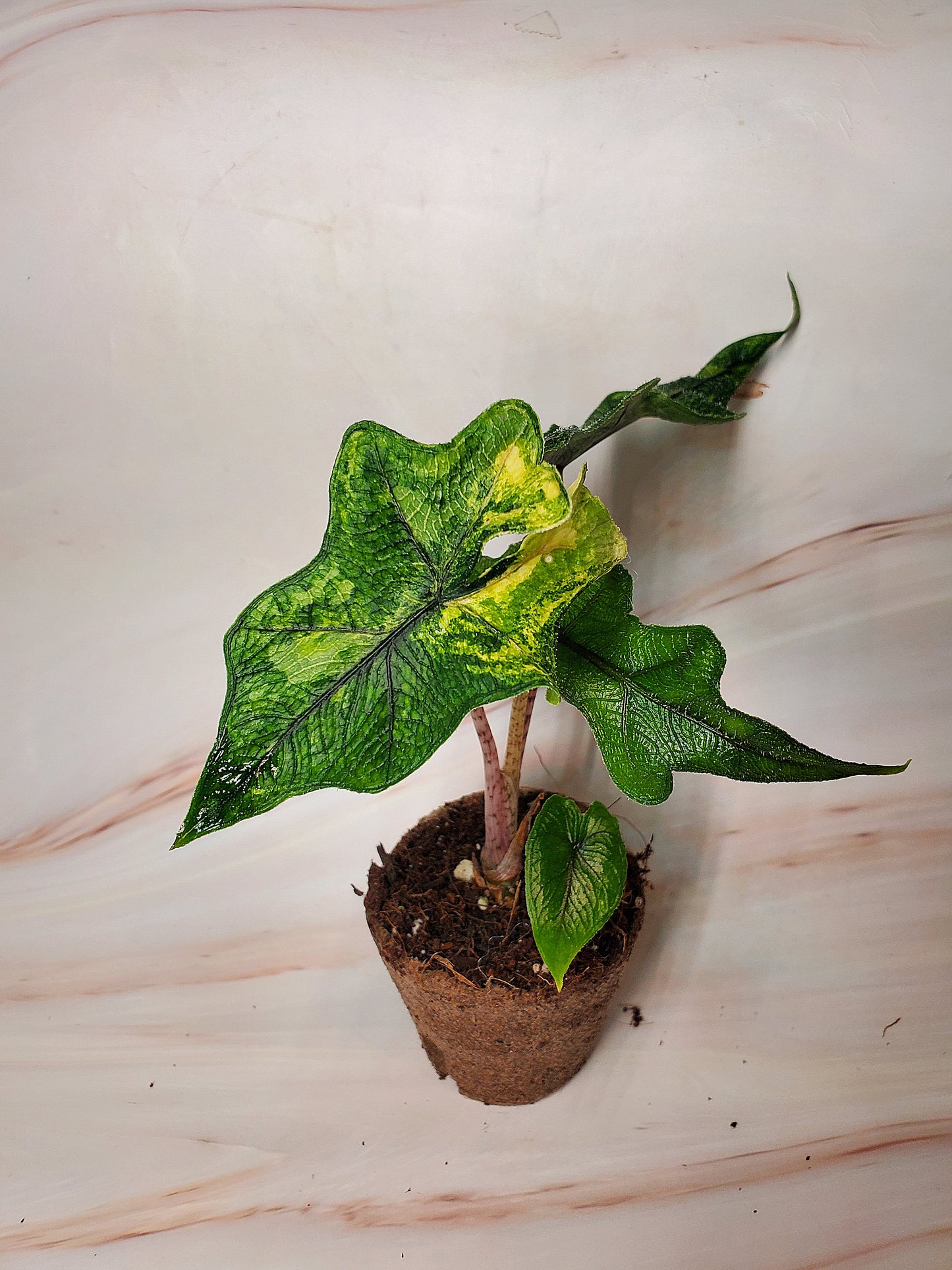 Alocasia Jacklyn Aurea Variegated | US Seller