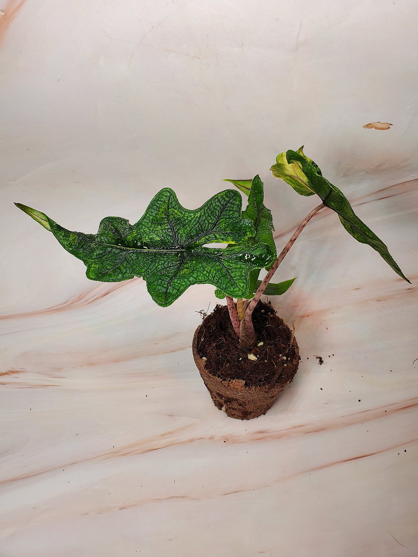 Alocasia Jacklyn Aurea Variegated | US Seller