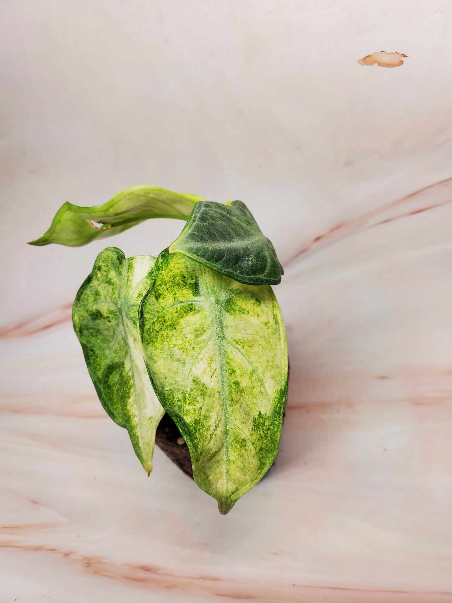Alocasia Ninja Variegated | US Seller