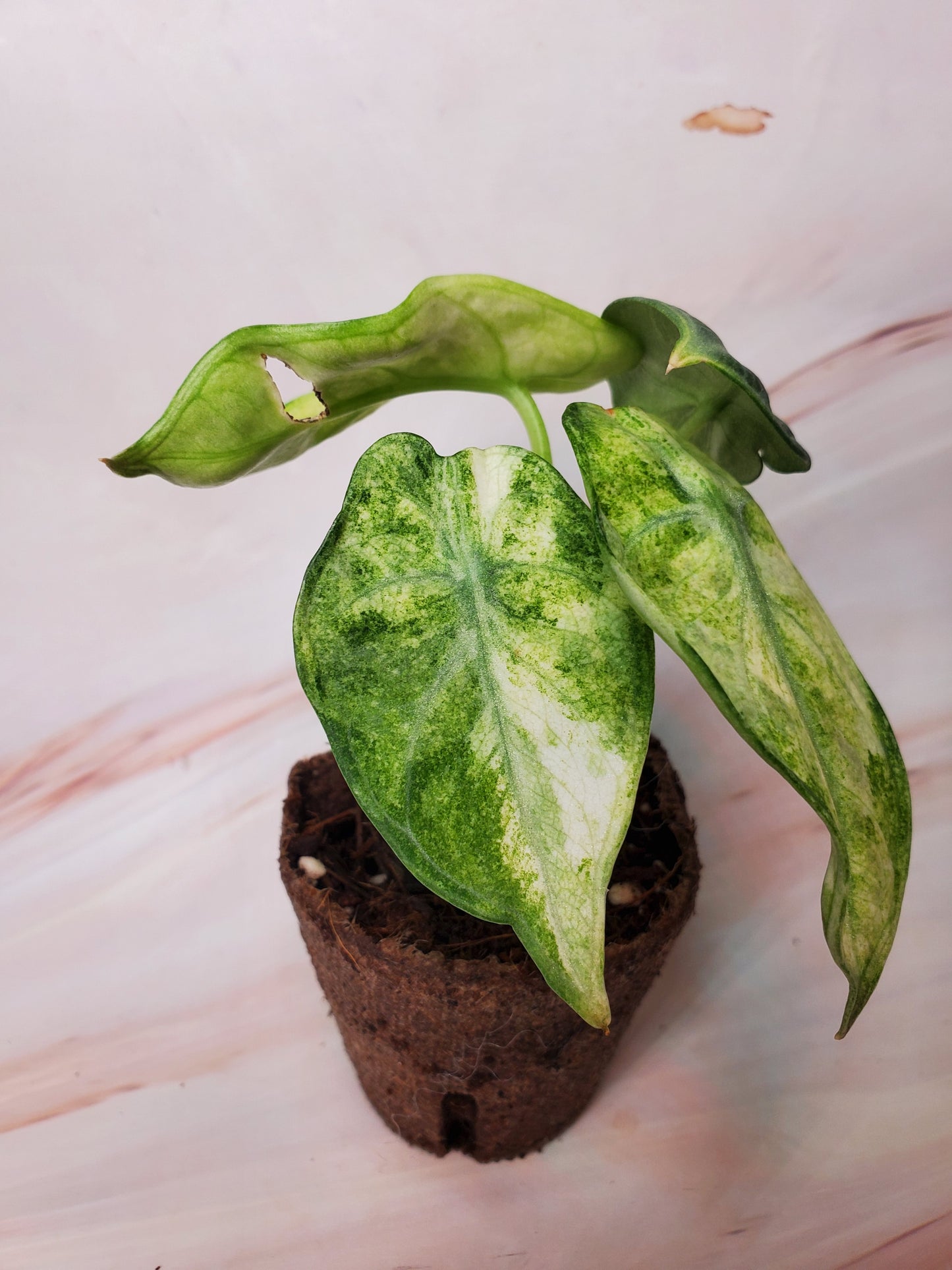 Alocasia Ninja Variegated | US Seller