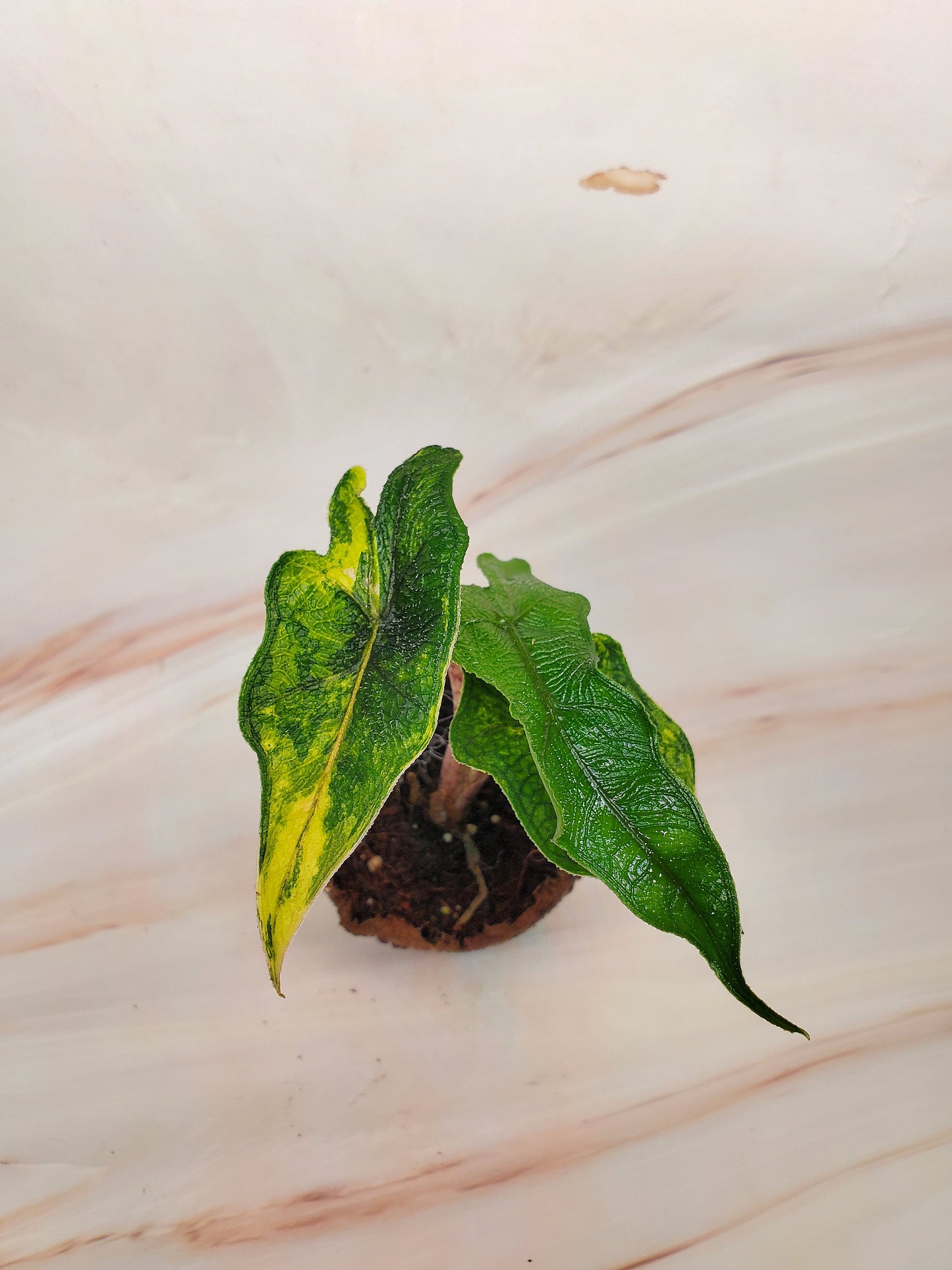 Alocasia Jacklyn Aurea Variegated | US Seller