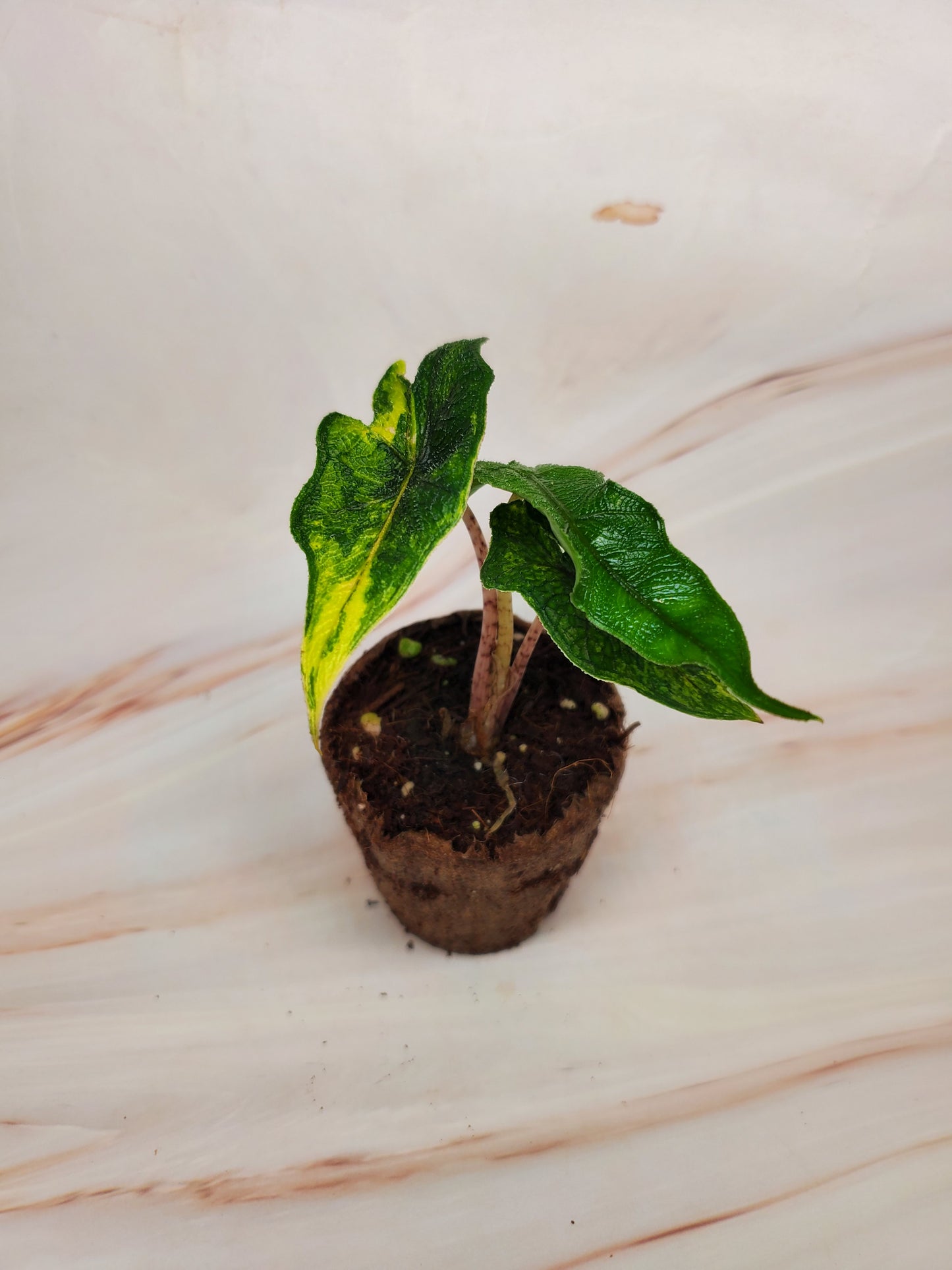 Alocasia Jacklyn Aurea Variegated | US Seller