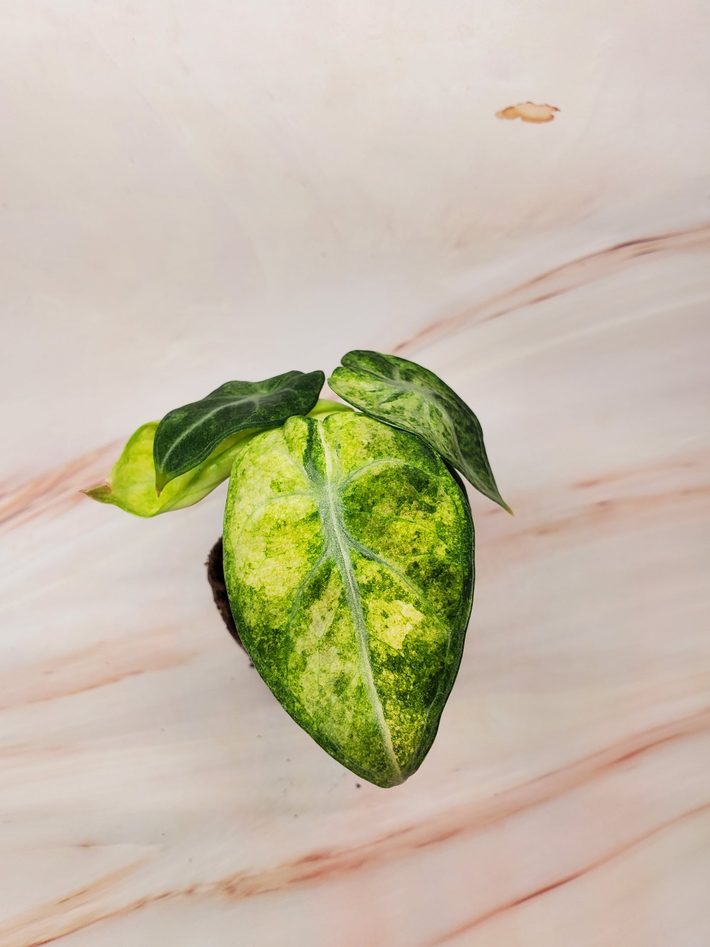 Alocasia Ninja Variegated | US Seller