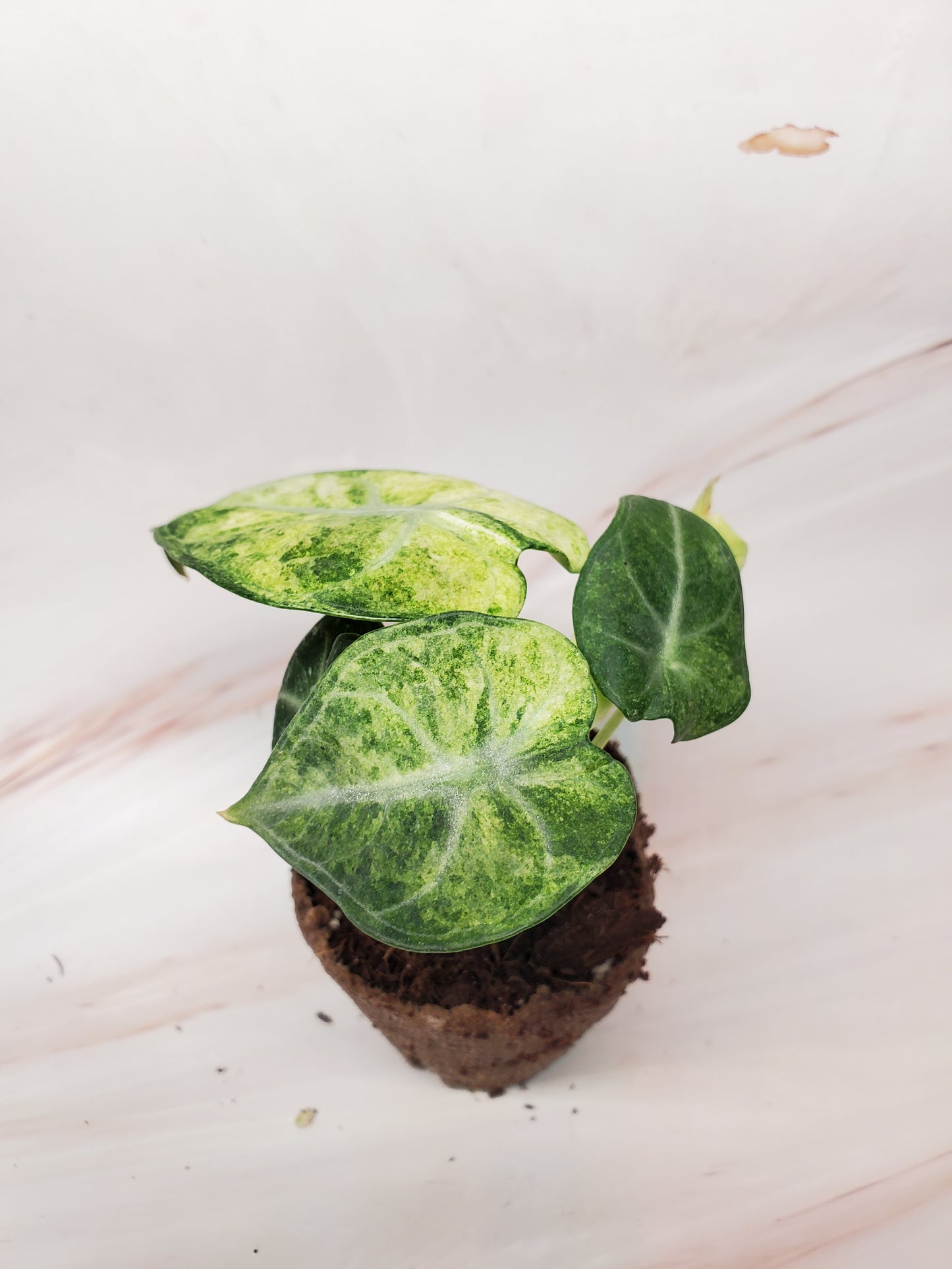 Alocasia Ninja Variegated | US Seller