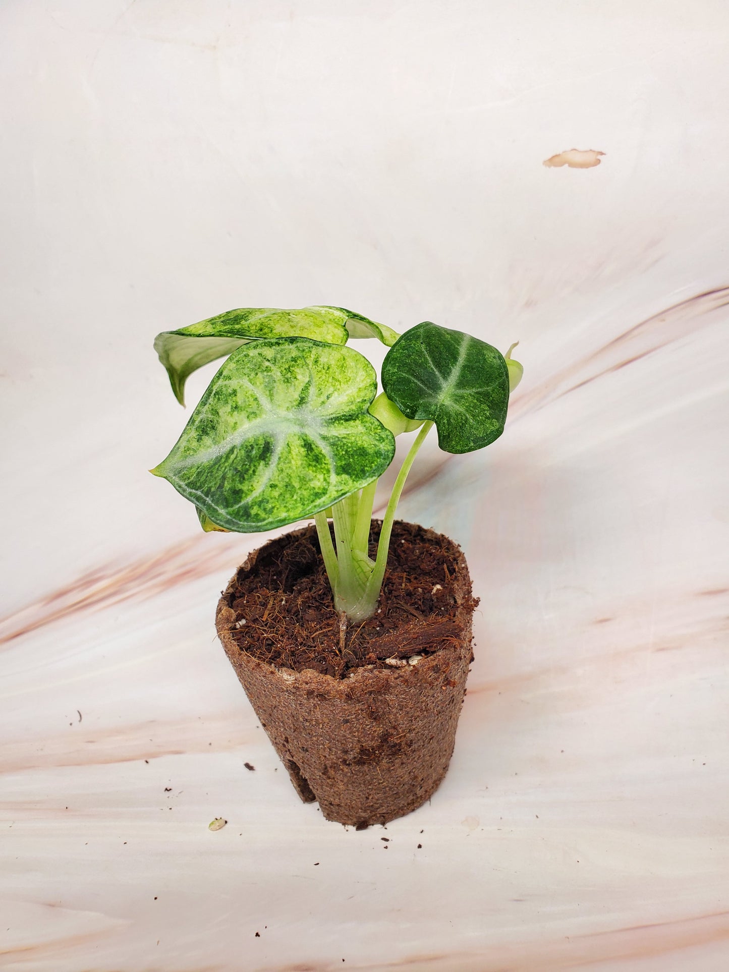 Alocasia Ninja Variegated | US Seller