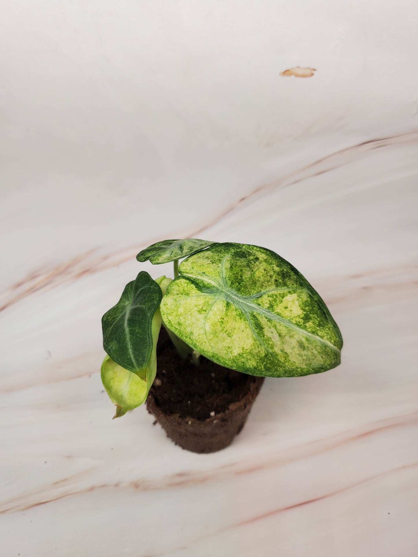 Alocasia Ninja Variegated | US Seller