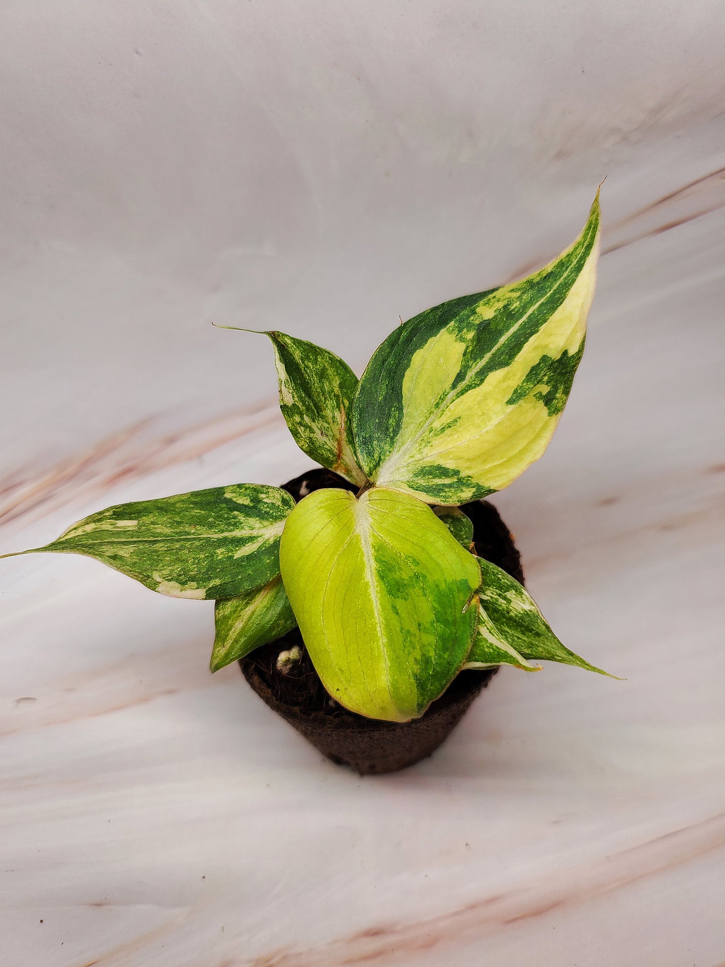 Philodendron Gloriosum Variegated | Rare Plants