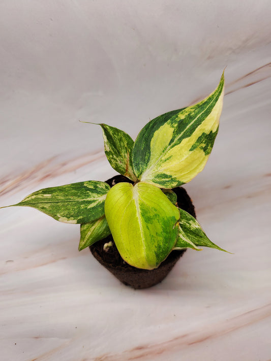 Philodendron Gloriosum Variegated | Rare Plants