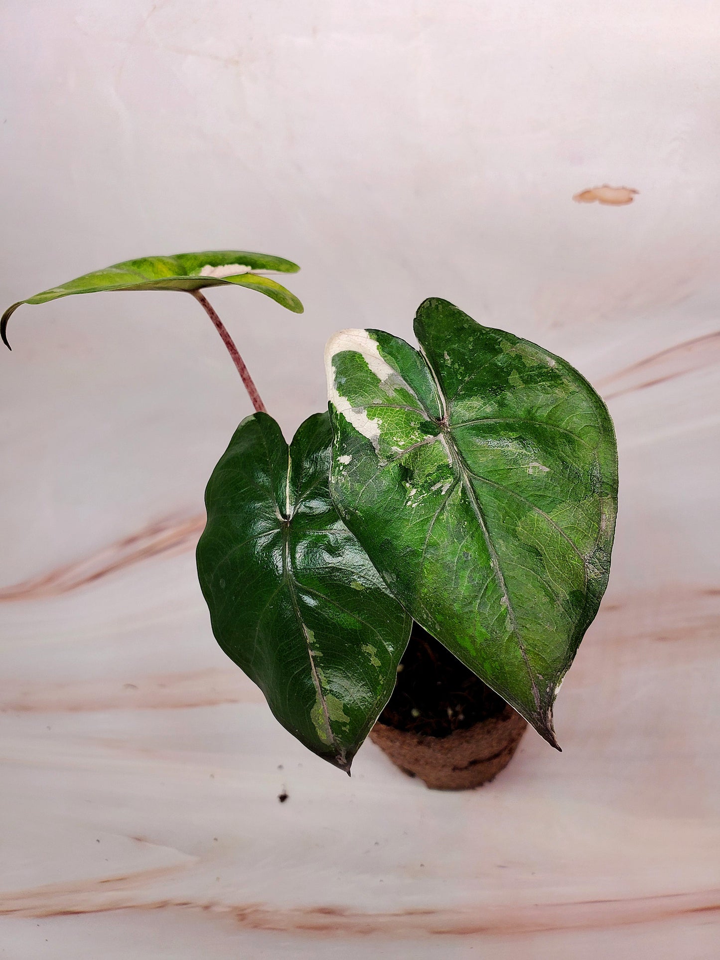 Alocasia Yucatan Princess Variegated | US Seller