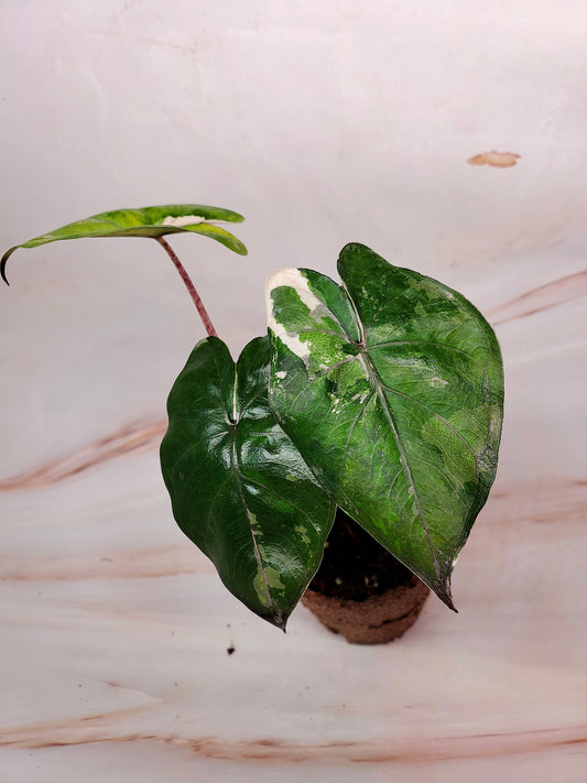 Alocasia Yucatan Princess Variegated | US Seller