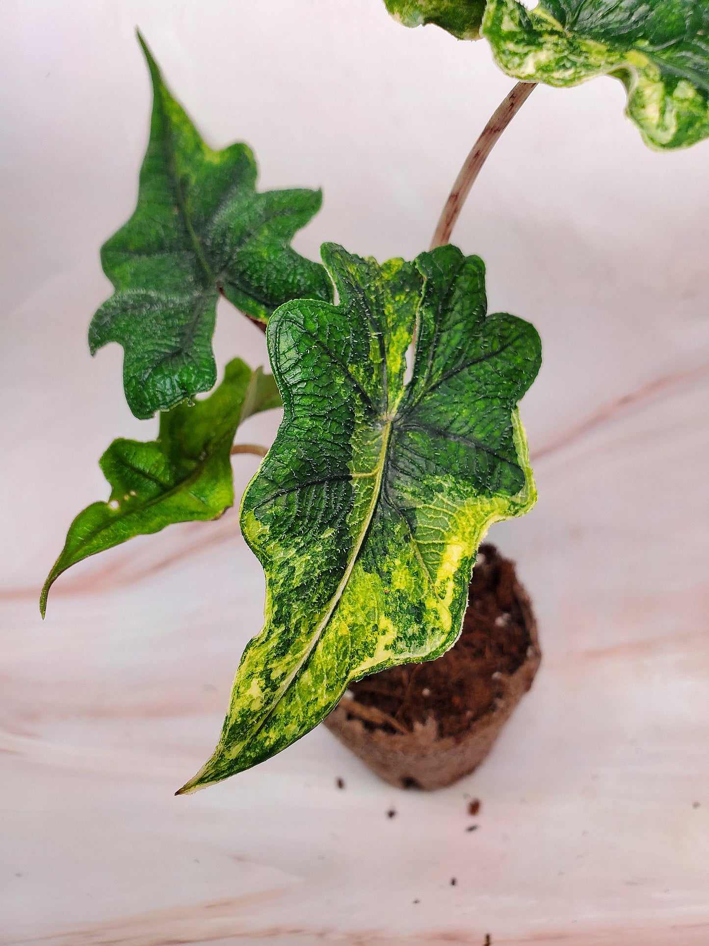 Alocasia Jacklyn Aurea Variegated | US Seller