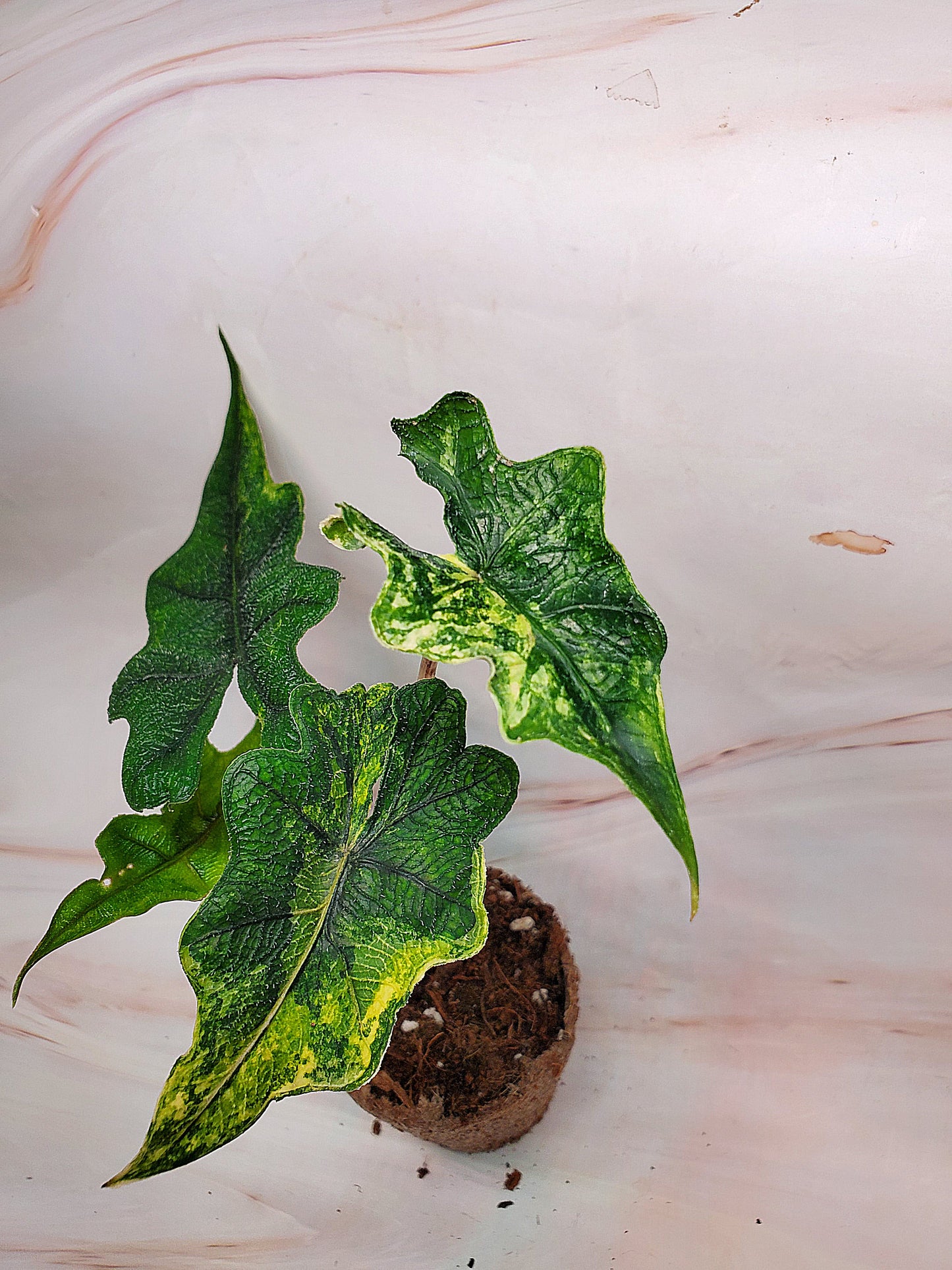 Alocasia Jacklyn Aurea Variegated | US Seller