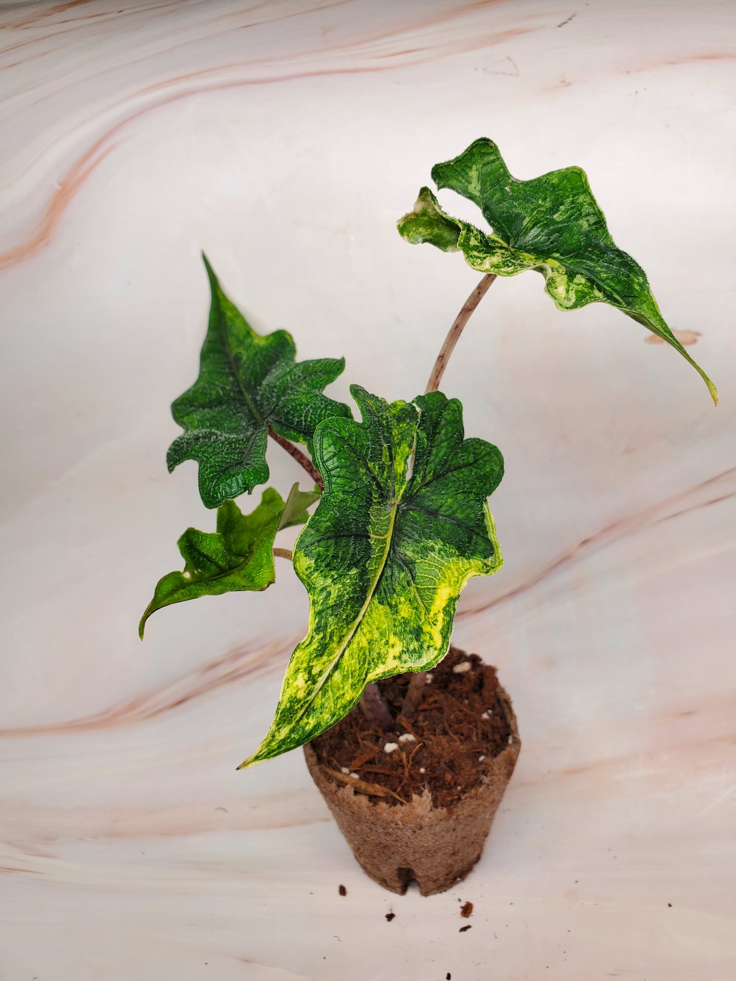 Alocasia Jacklyn Aurea Variegated | US Seller