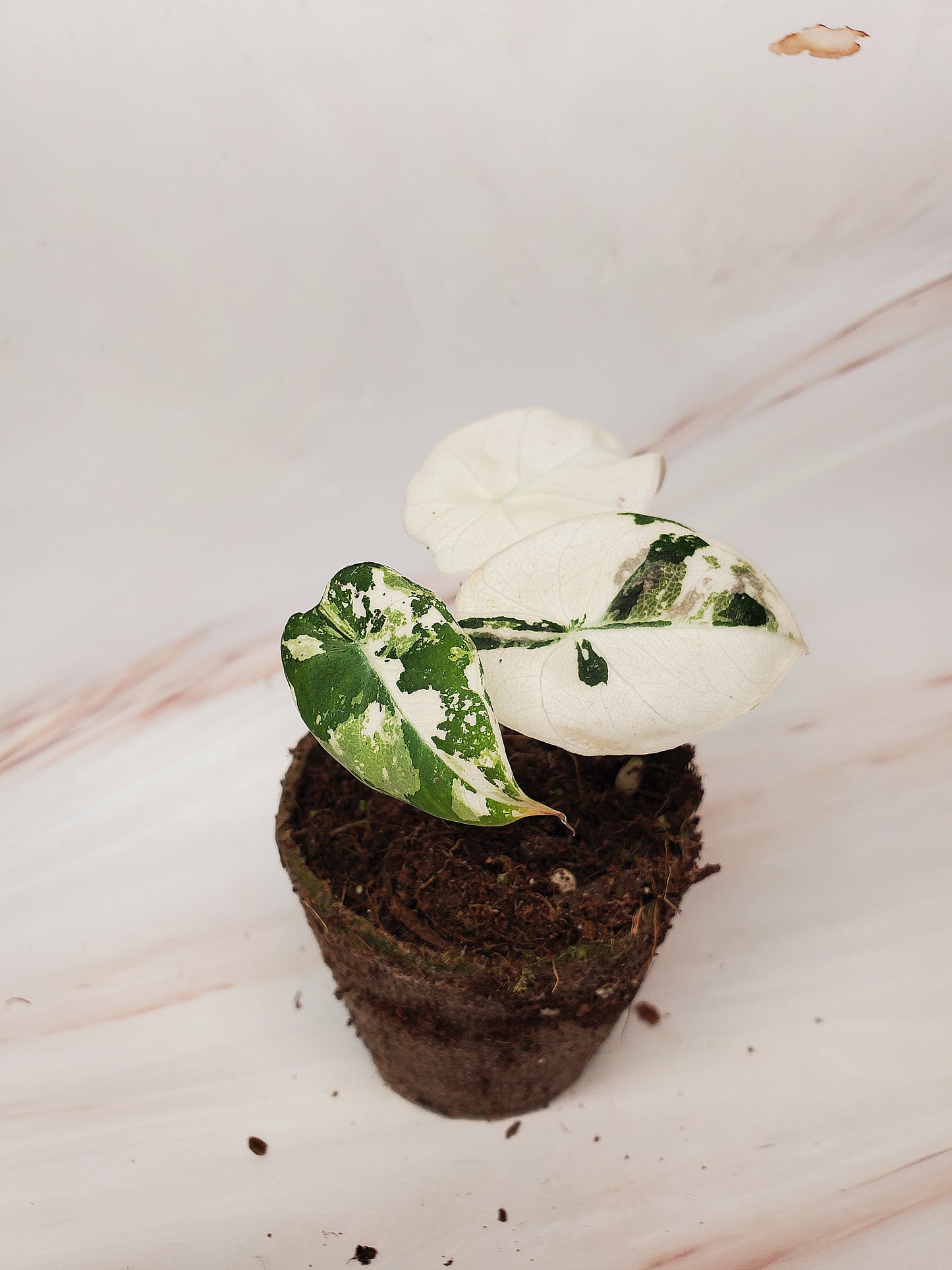 Alocasia Pink Black Velvet Variegated | US Seller