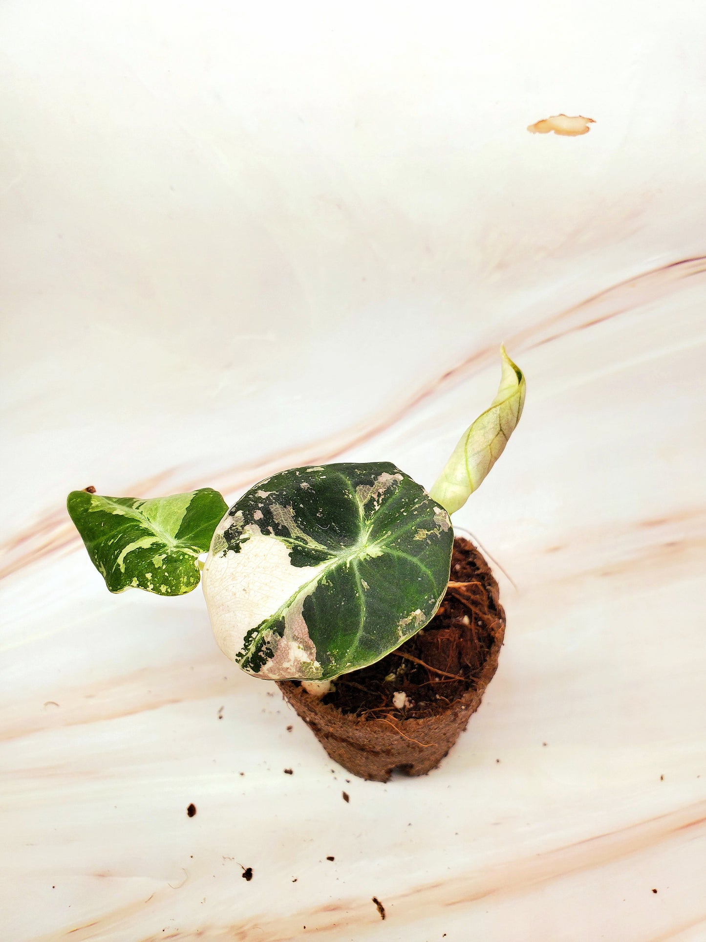 Alocasia Pink Black Velvet Variegated | US Seller