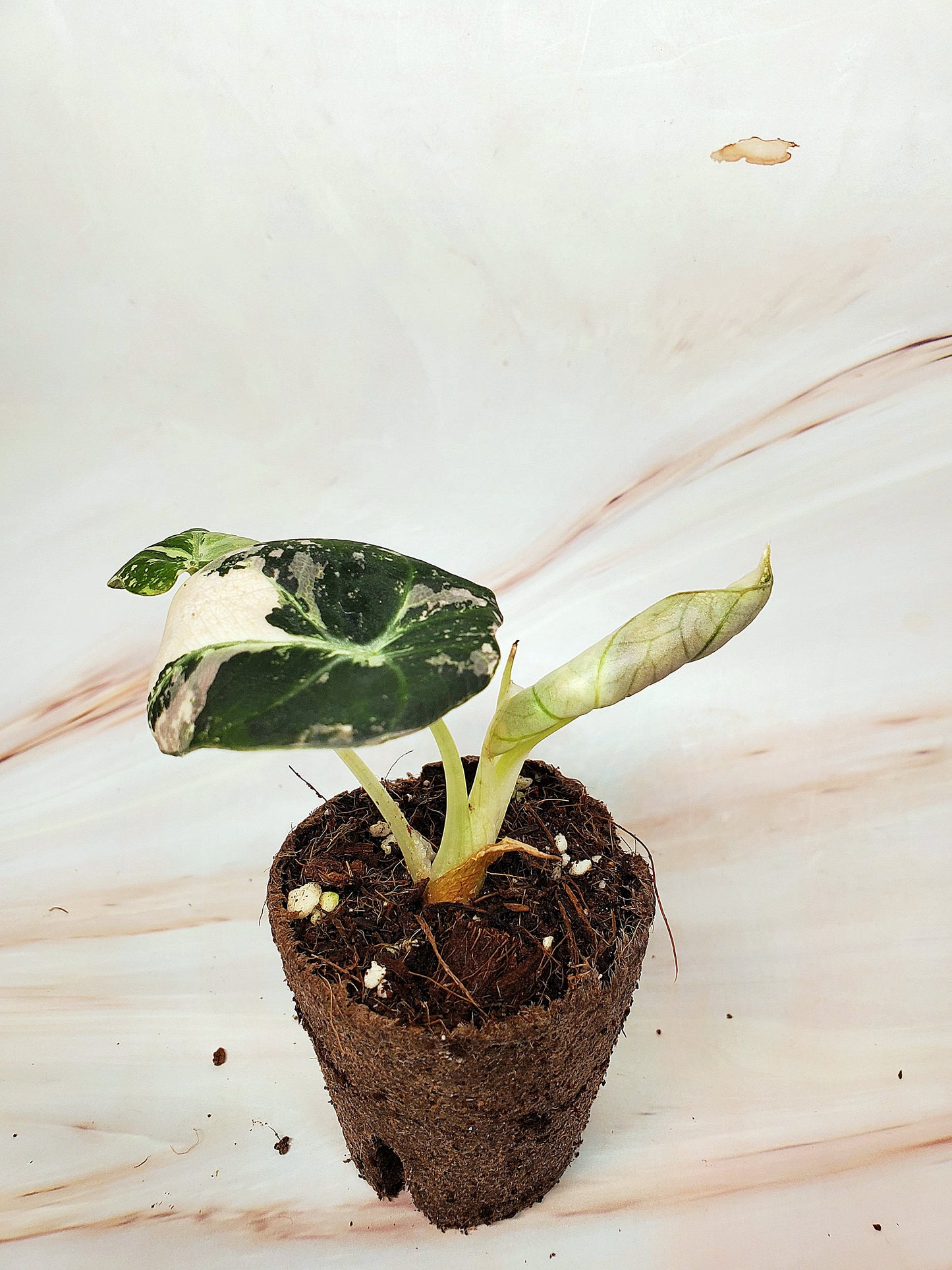 Alocasia Pink Black Velvet Variegated | US Seller
