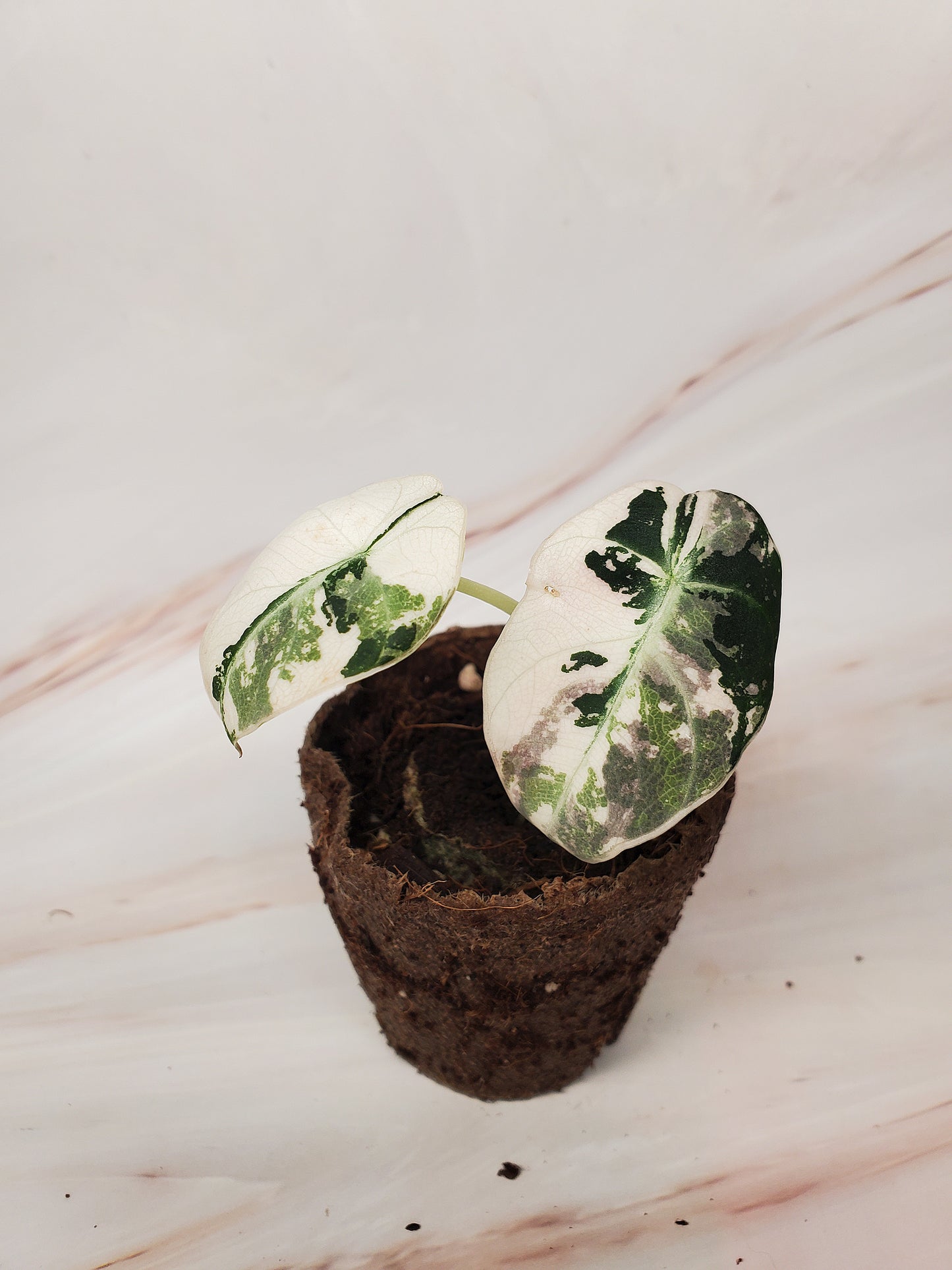 Alocasia Pink Black Velvet Variegated | US Seller