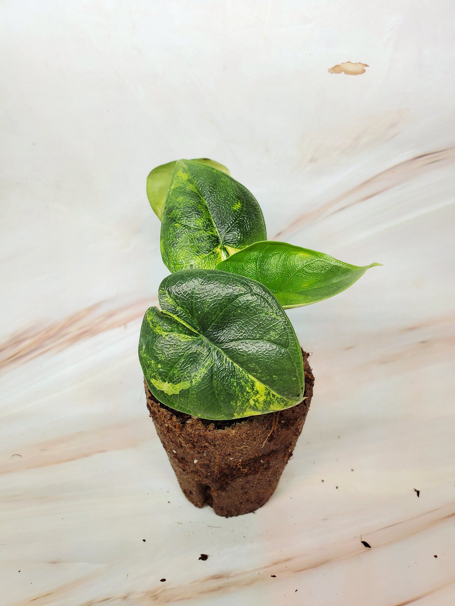 Alocasia Melo Aurea Variegated | US Seller