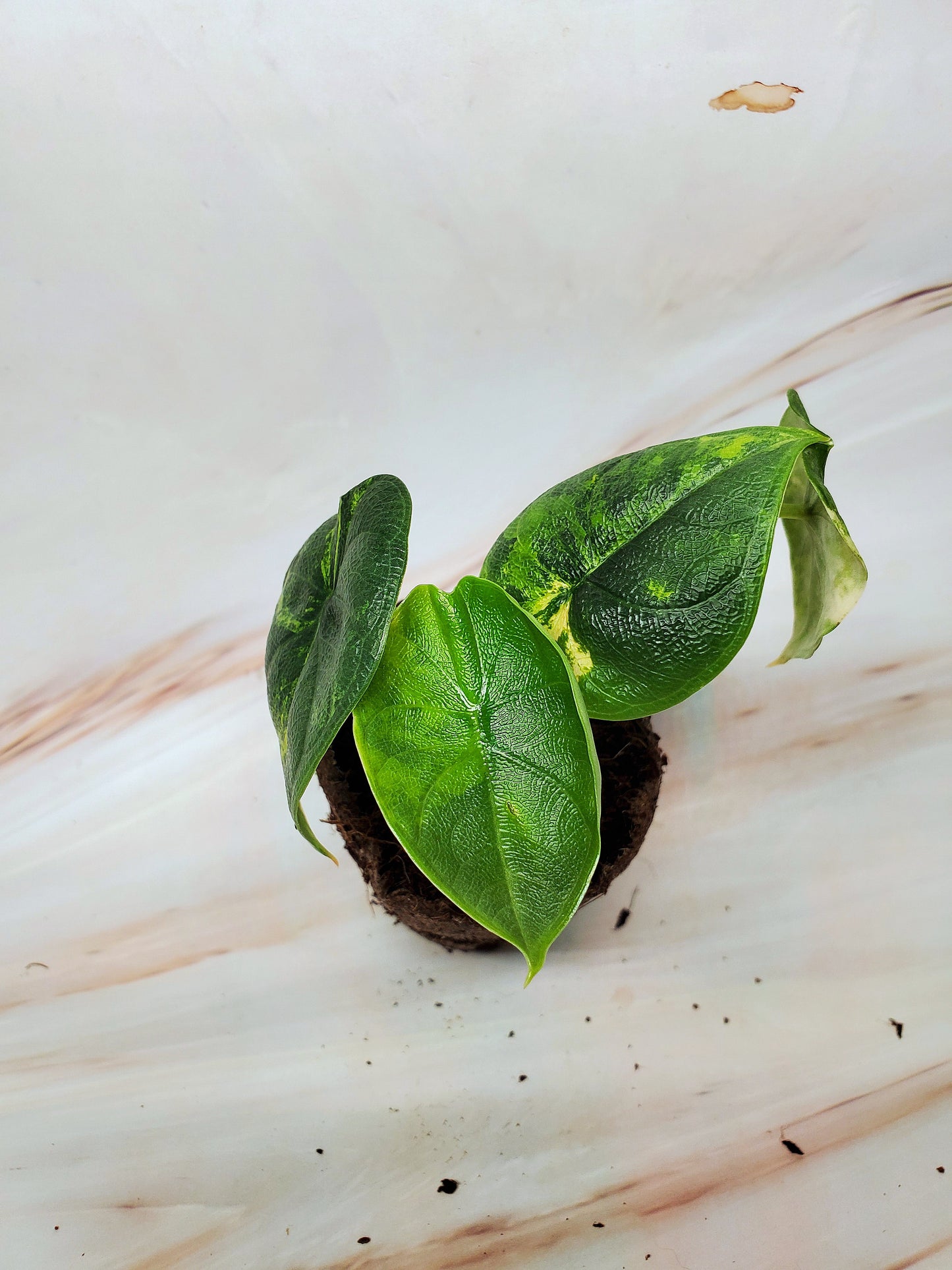 Alocasia Melo Aurea Variegated | US Seller
