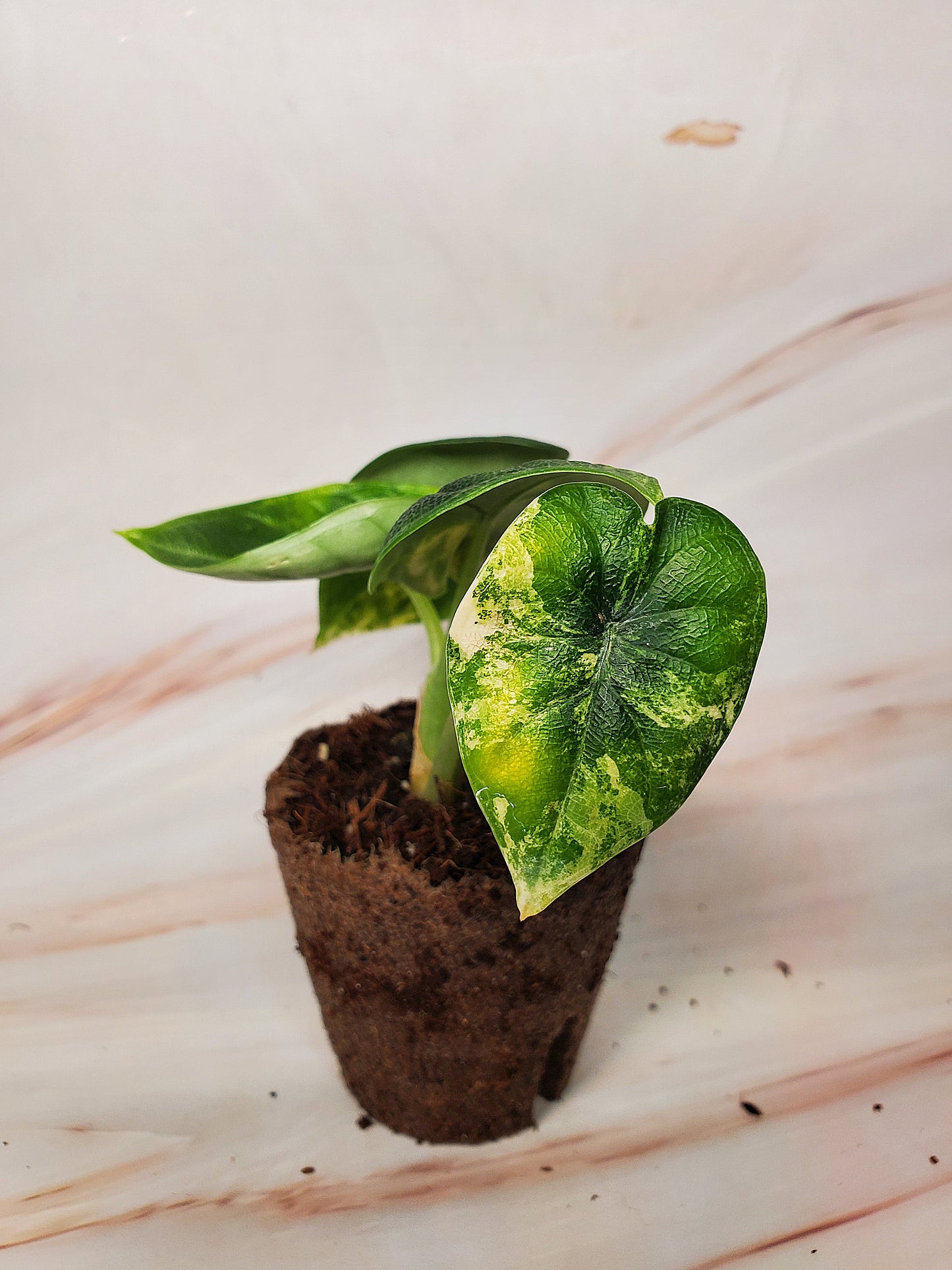 Alocasia Melo Aurea Variegated | US Seller