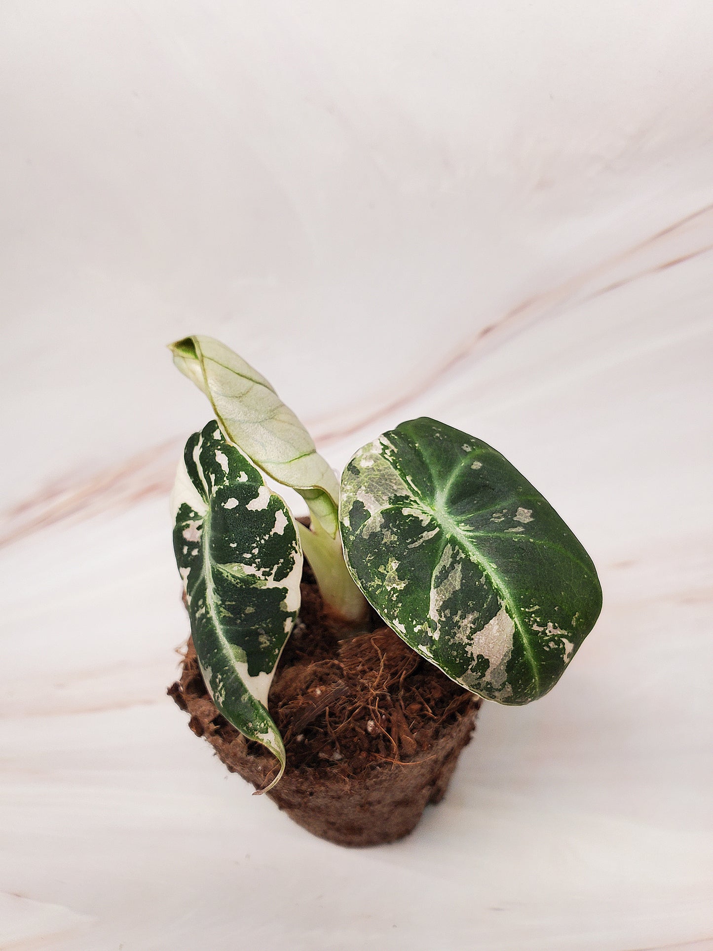 Alocasia Pink Black Velvet Variegated | US Seller