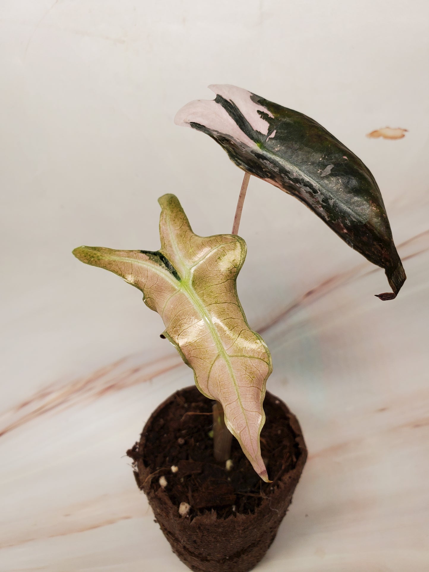 Alocasia Sanderiana Pink Nobilis Variegated | US Seller