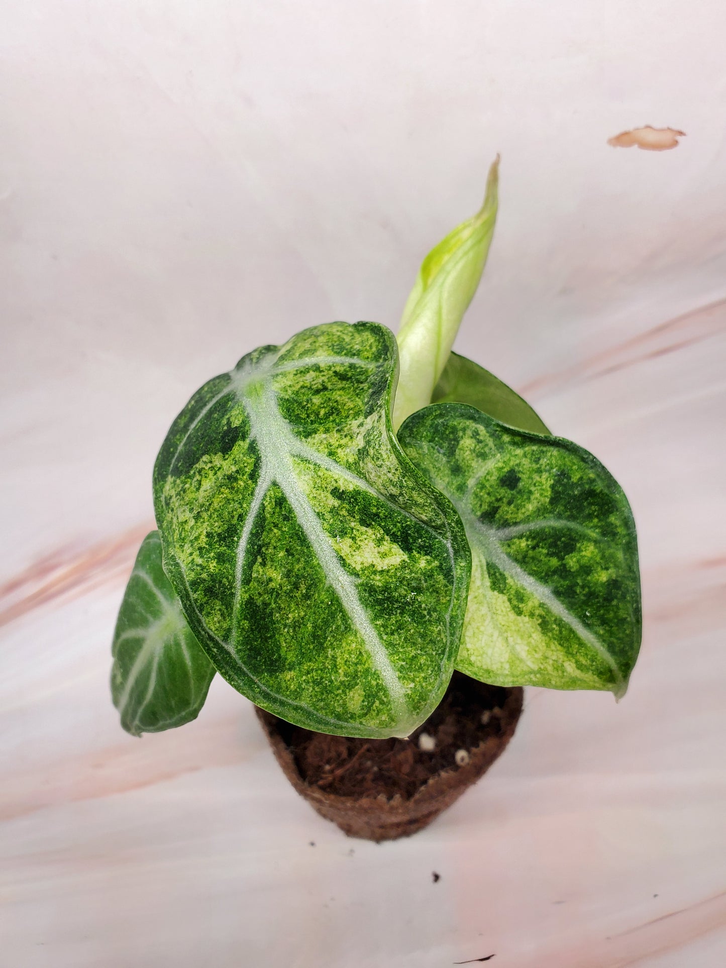 Alocasia Ninja Variegated | US Seller