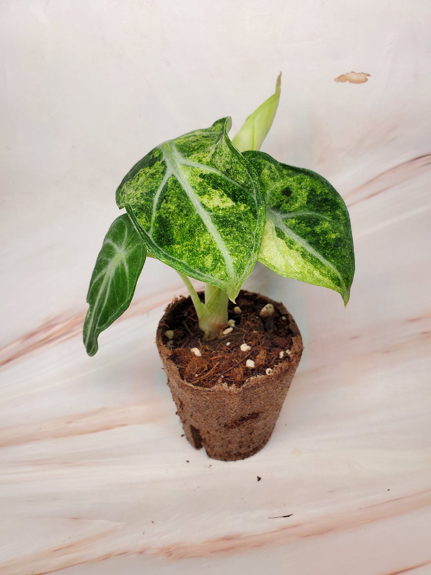 Alocasia Ninja Variegated | US Seller