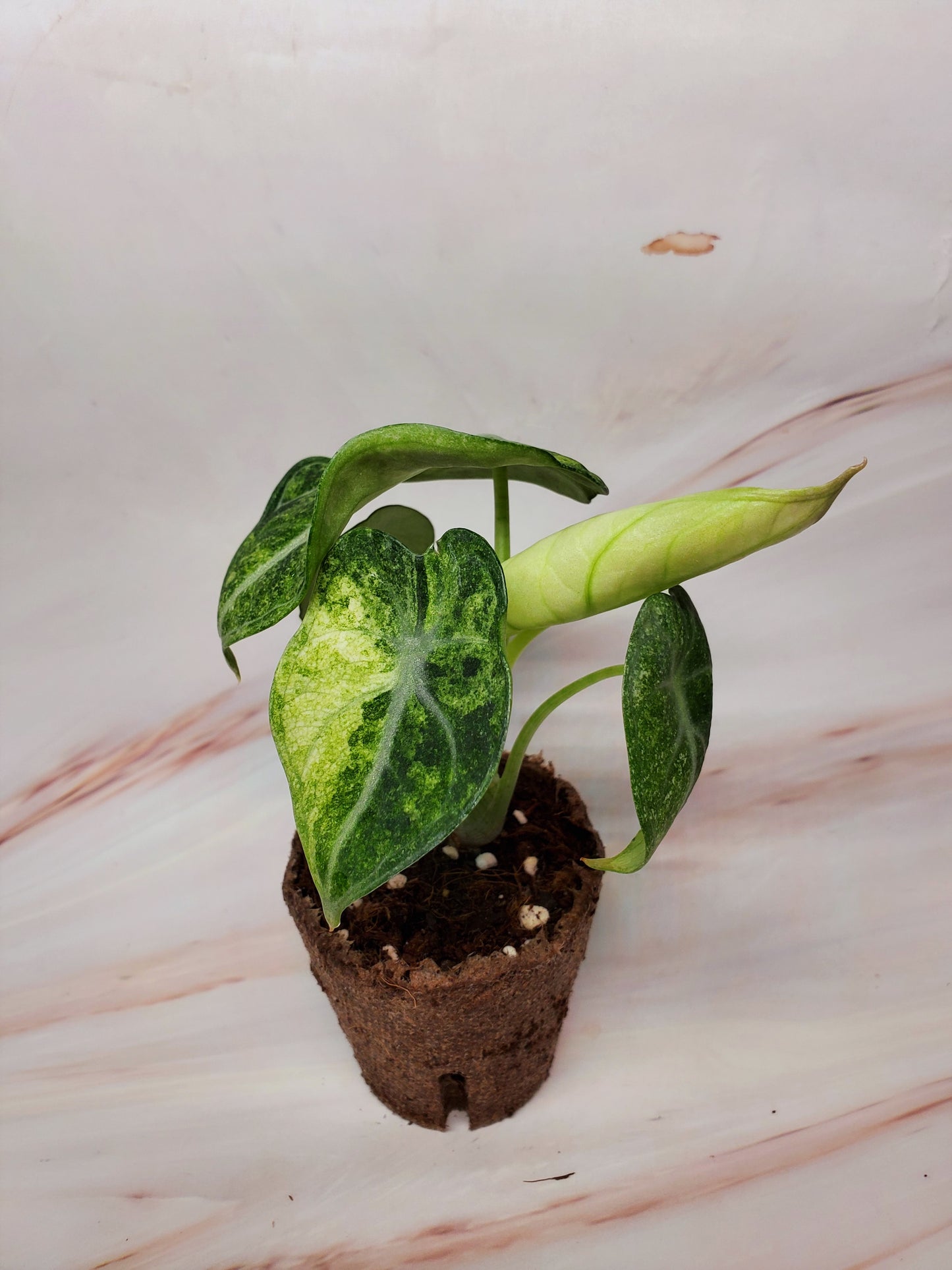 Alocasia Ninja Variegated | US Seller