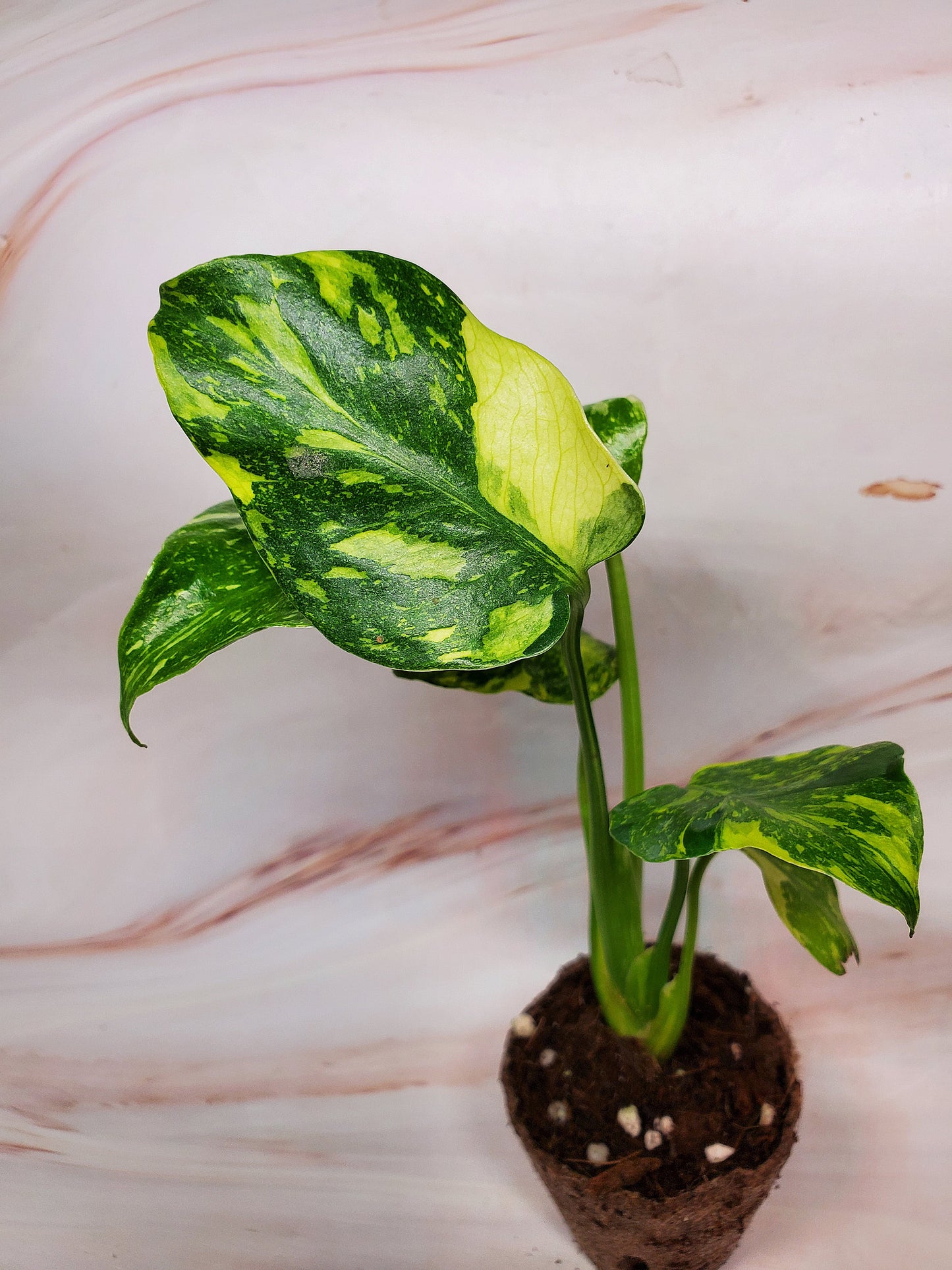 Monstera Electrolyte | US Seller