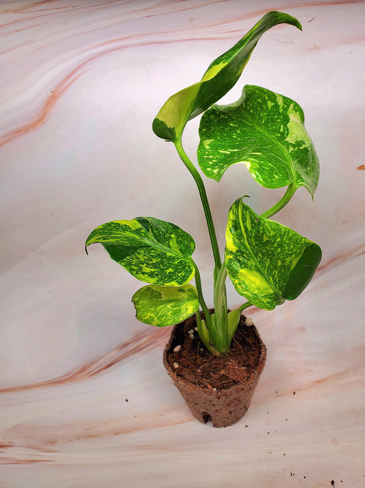 Monstera Electrolyte | US Seller