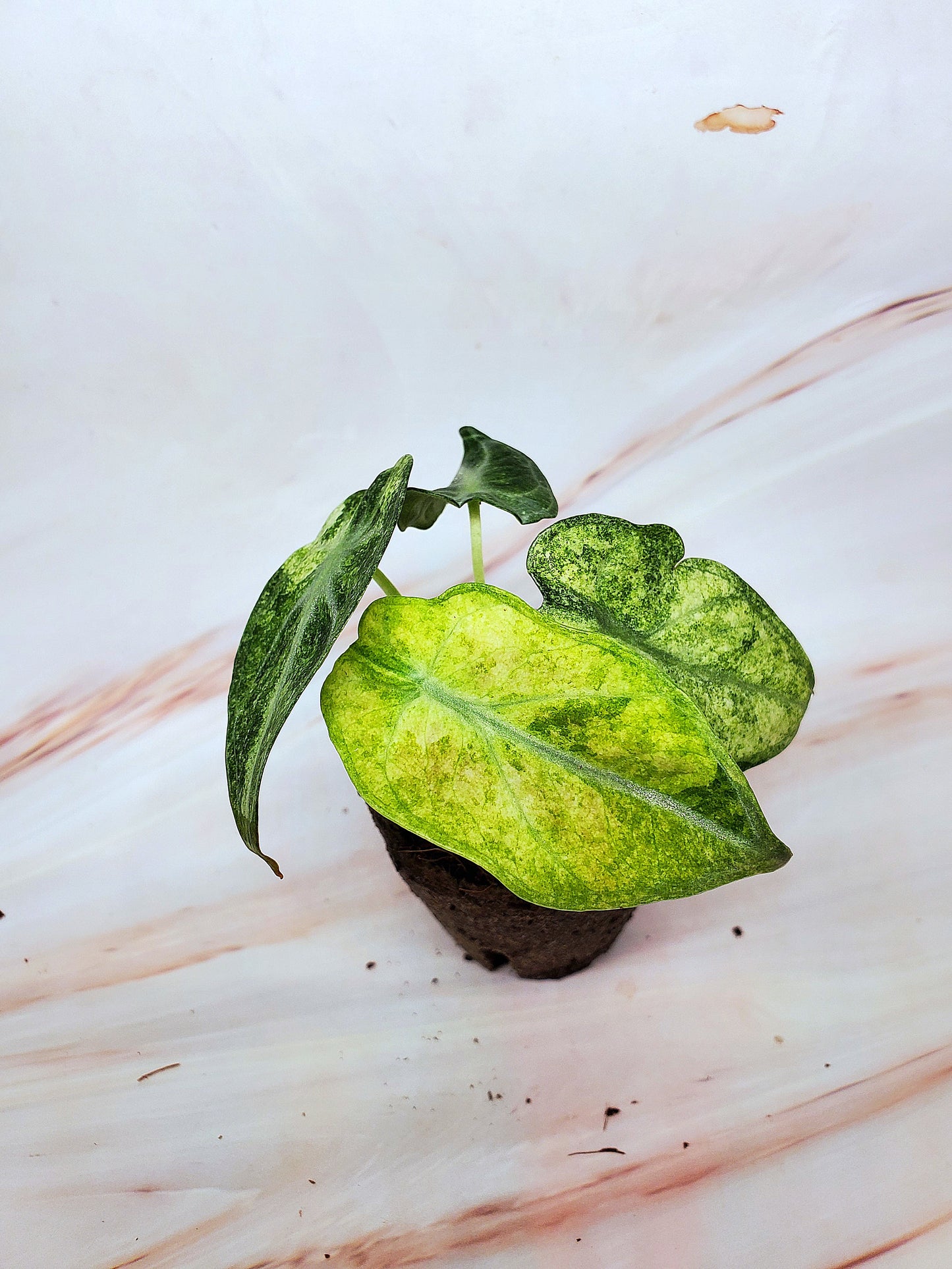 Alocasia Ninja Variegated | US Seller