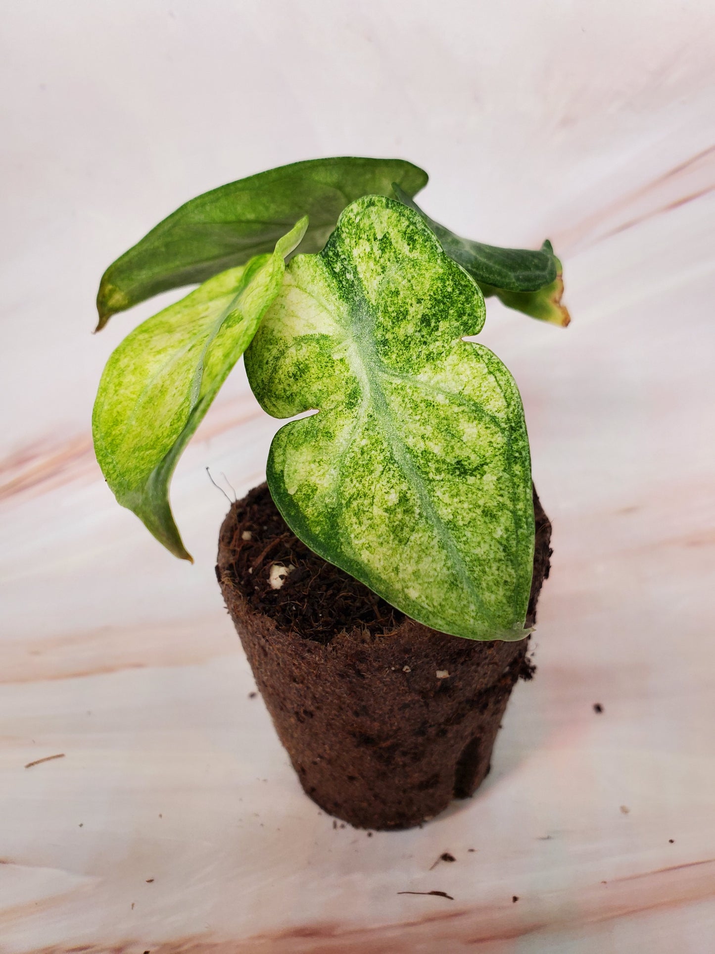 Alocasia Ninja Variegated | US Seller