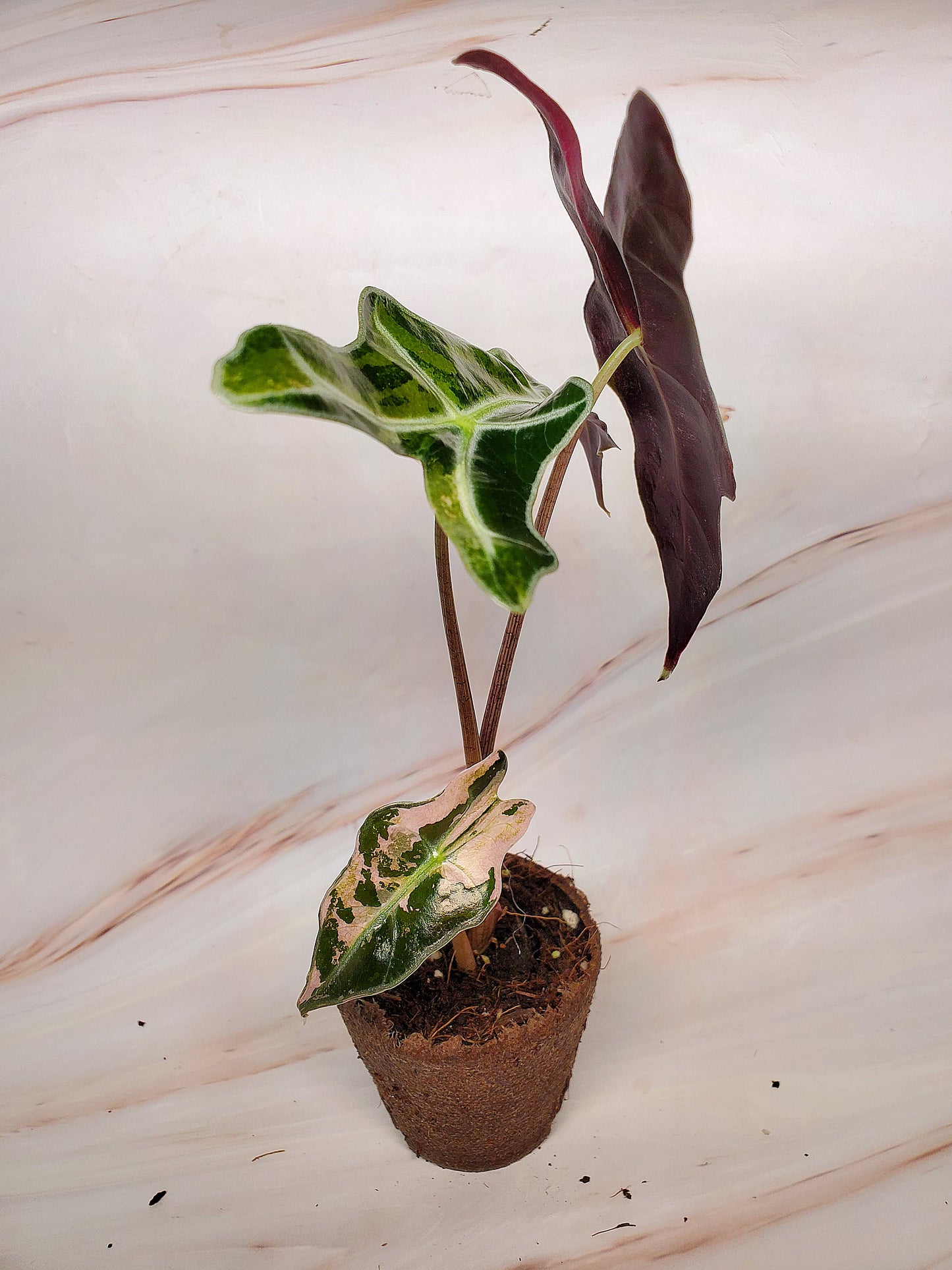 Alocasia Sanderiana Pink Nobilis Variegated | US Seller