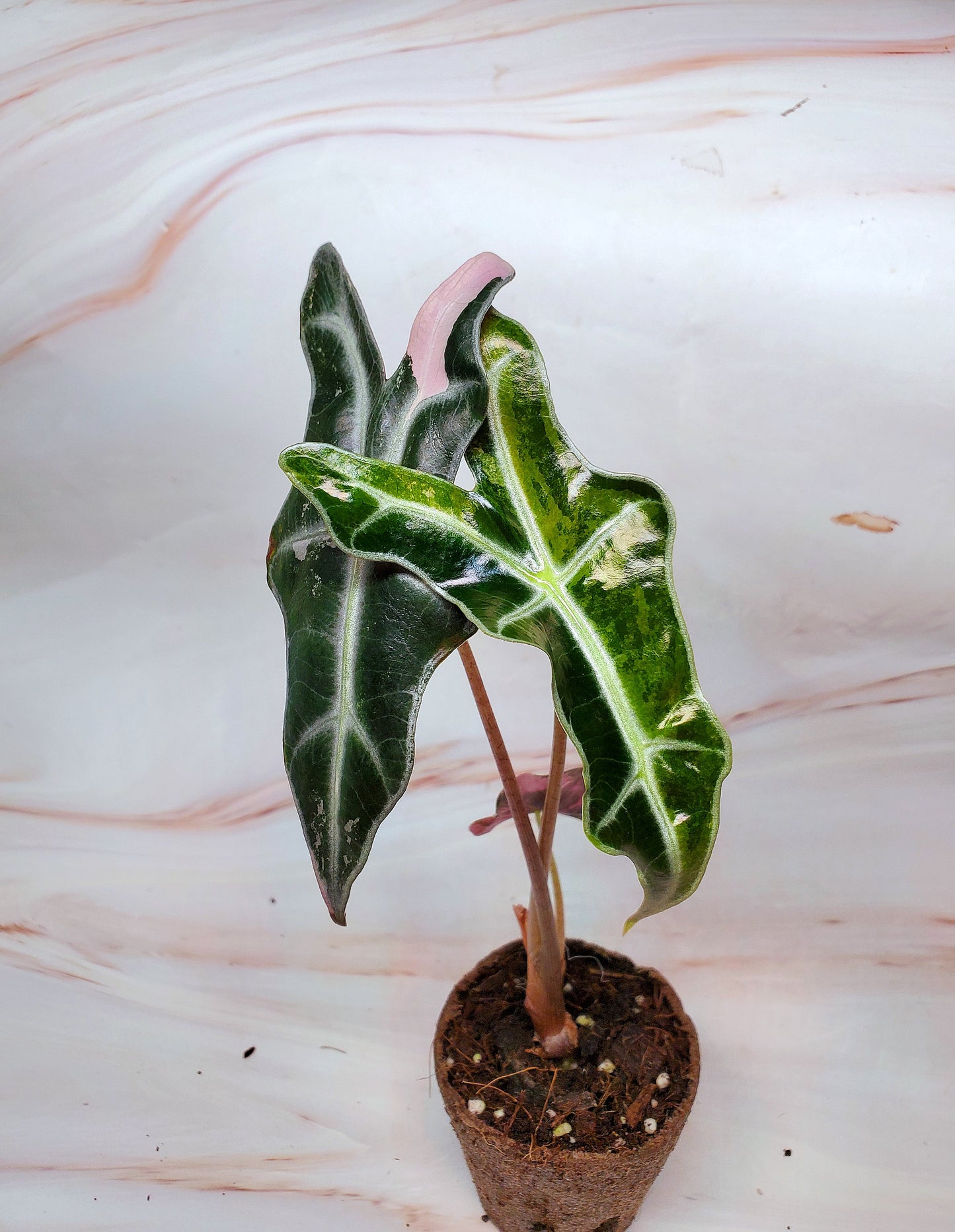 Alocasia Sanderiana Pink Nobilis Variegated | US Seller