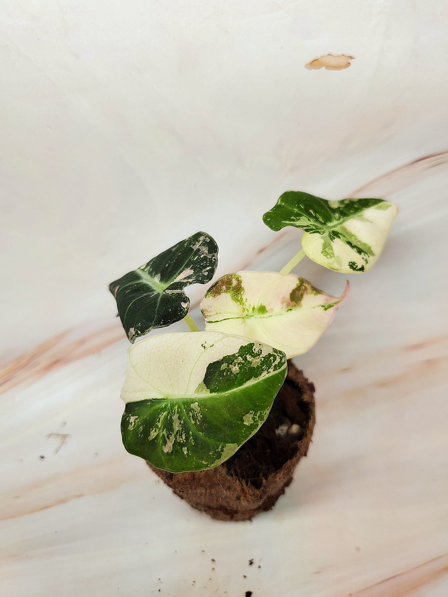 Alocasia Pink Black Velvet Variegated | US Seller