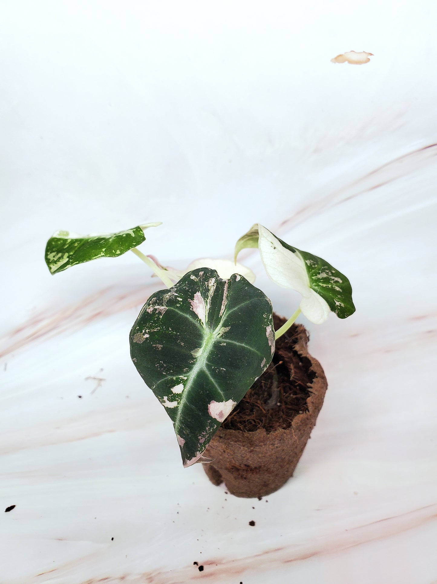 Alocasia Pink Black Velvet Variegated | US Seller
