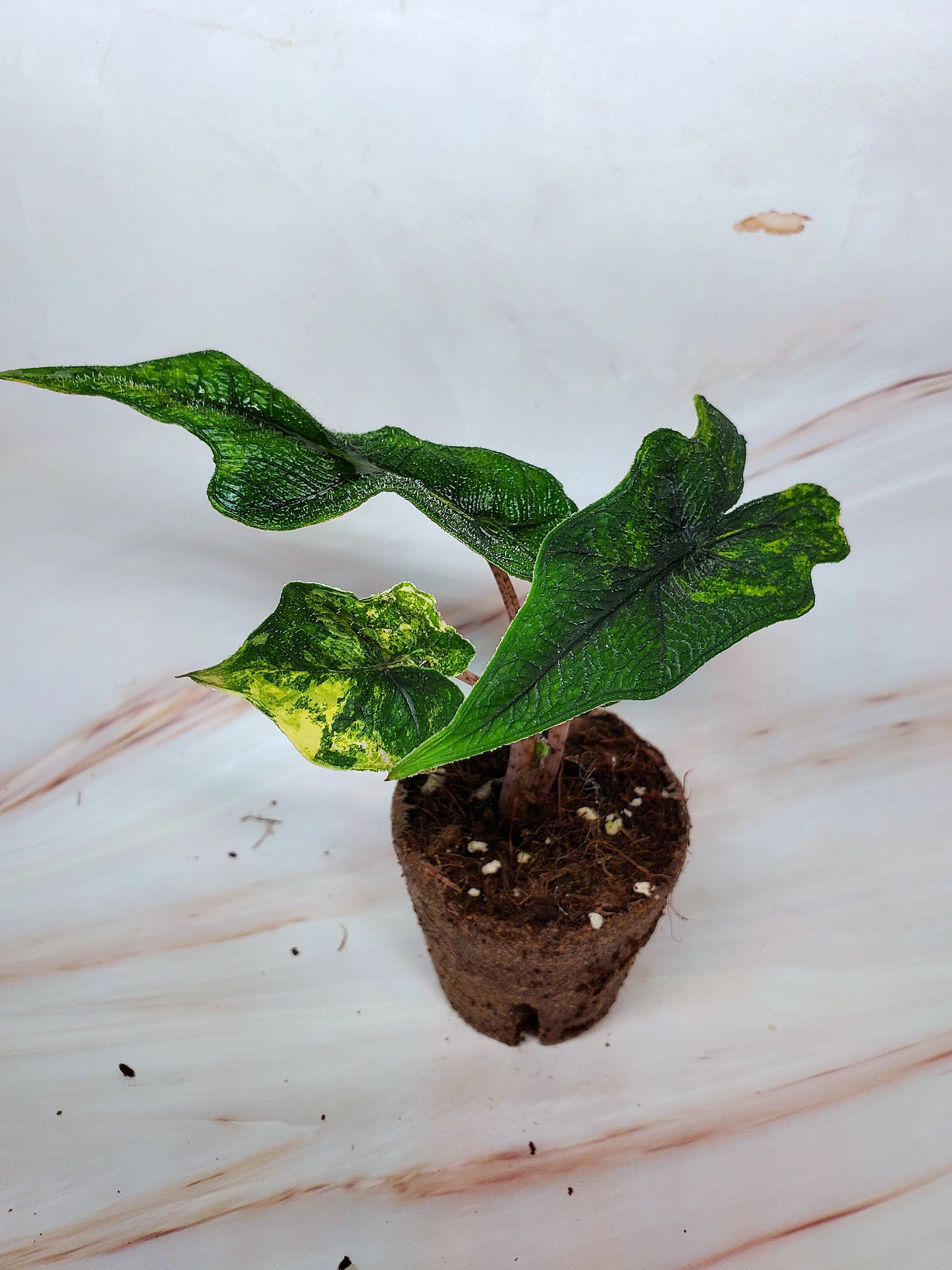 Alocasia Jacklyn Aurea Variegated | US Seller